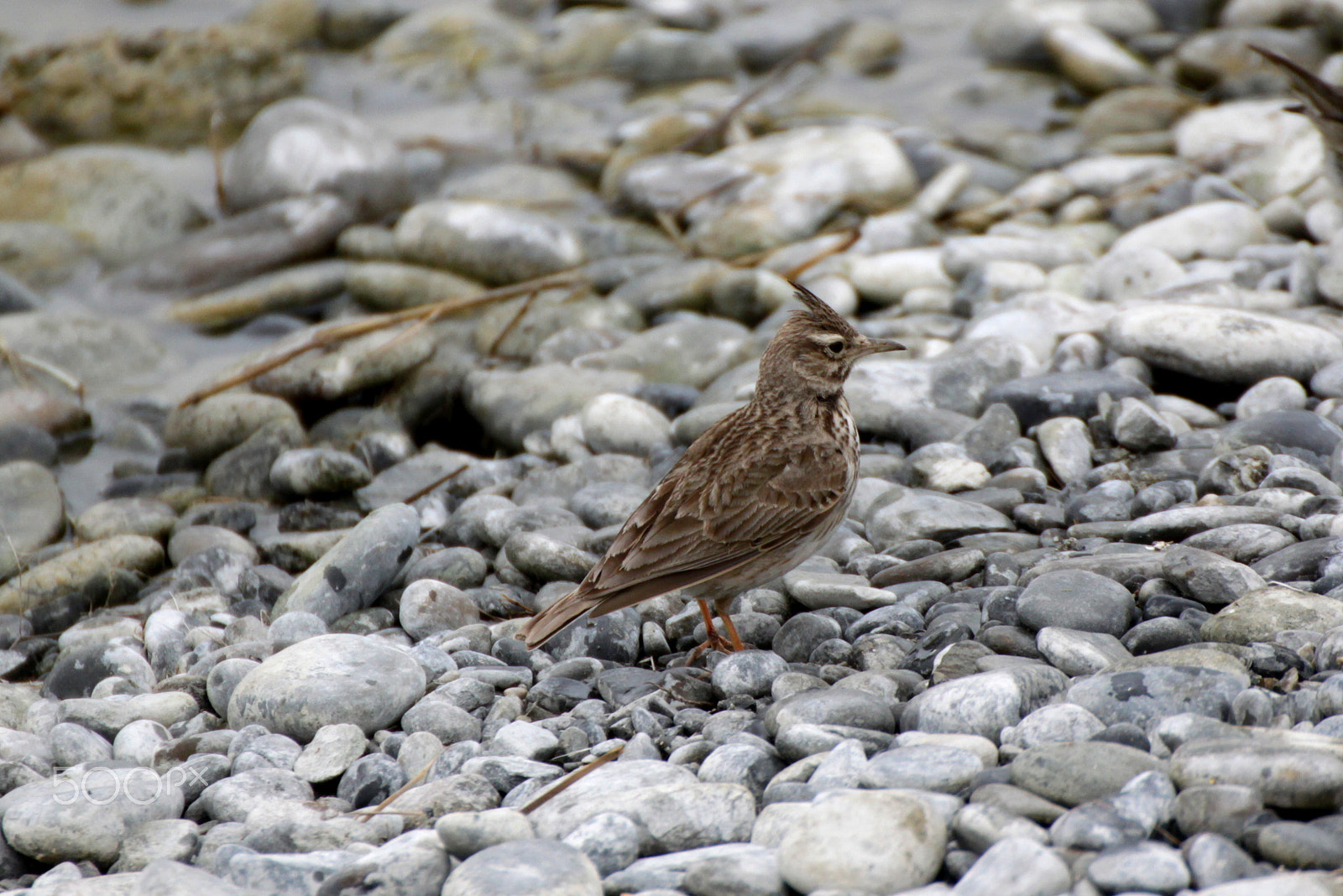 Canon EOS 500D (EOS Rebel T1i / EOS Kiss X3) sample photo. Crested lark photography