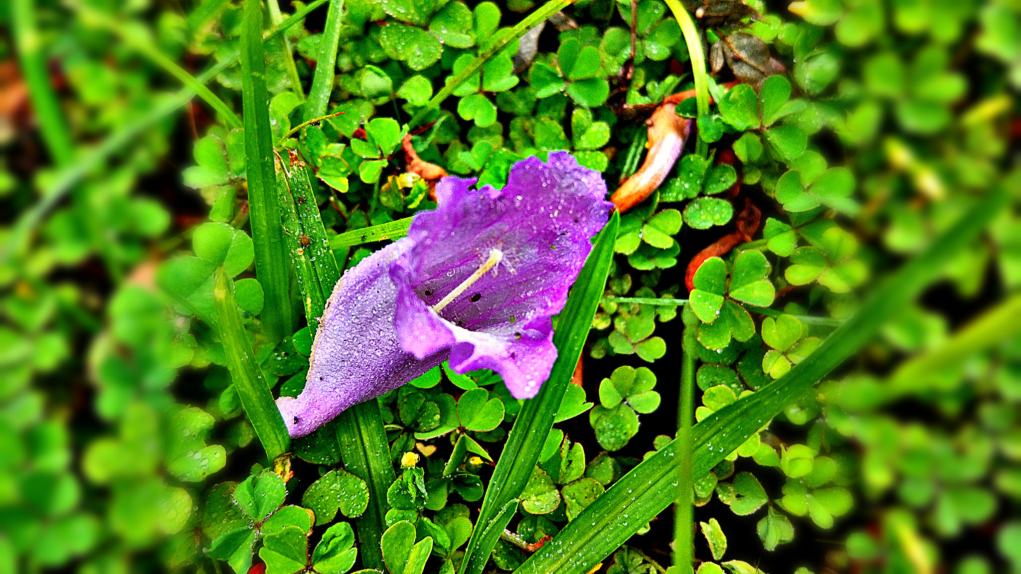 Xiaomi MI 5 sample photo. On the green photography