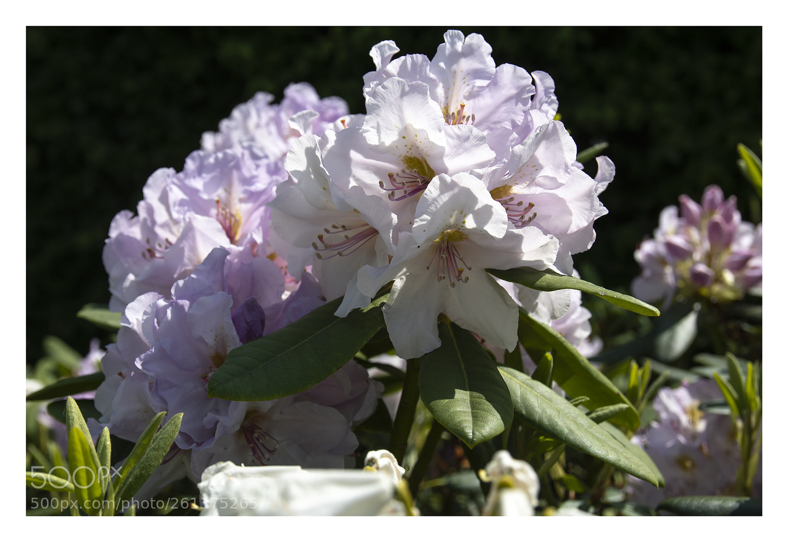 Nikon D7500 sample photo. Kbs photography