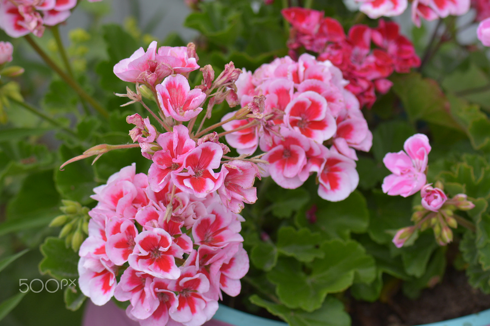 Nikon D7100 sample photo. A pink geraniumin the flower bench. photography