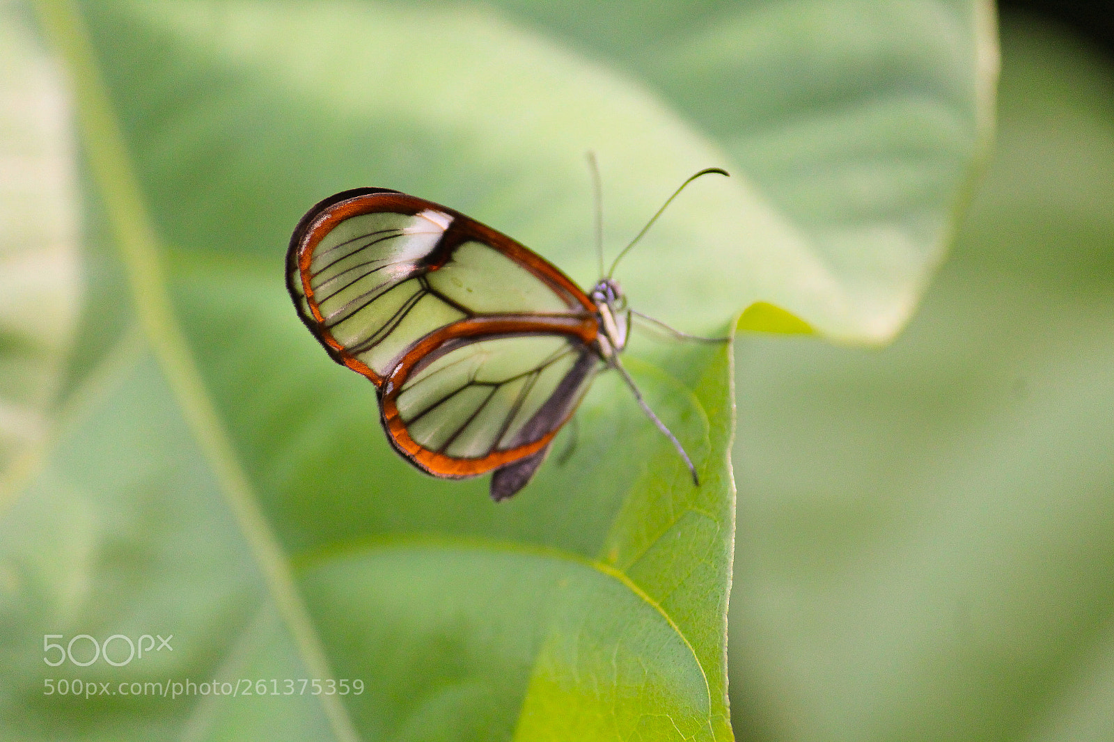 Canon EOS 1200D (EOS Rebel T5 / EOS Kiss X70 / EOS Hi) sample photo. Glass butterfly photography
