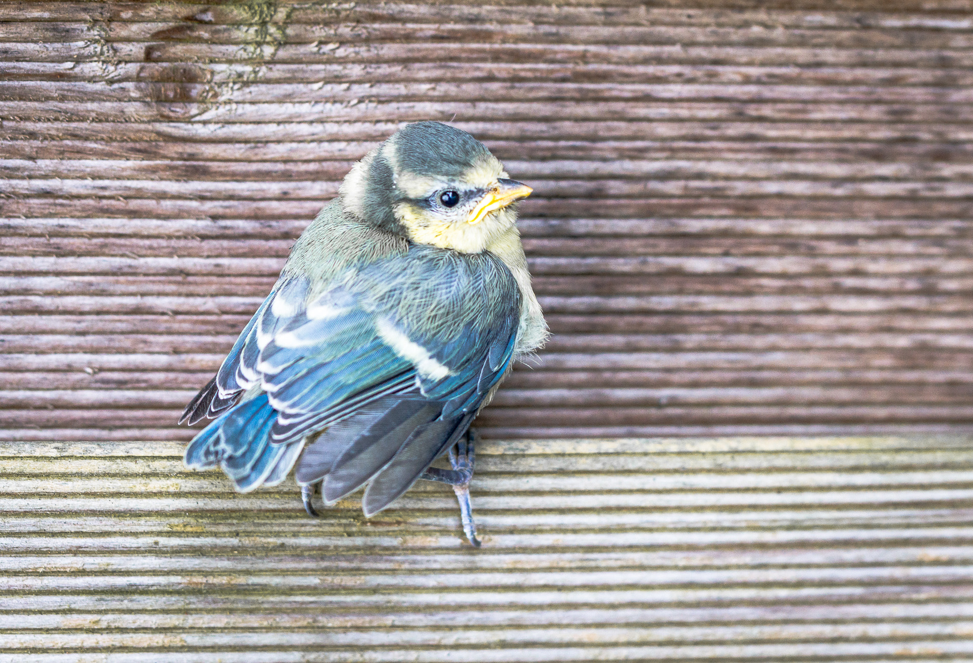 Sony SLT-A65 (SLT-A65V) sample photo. Fledged photography