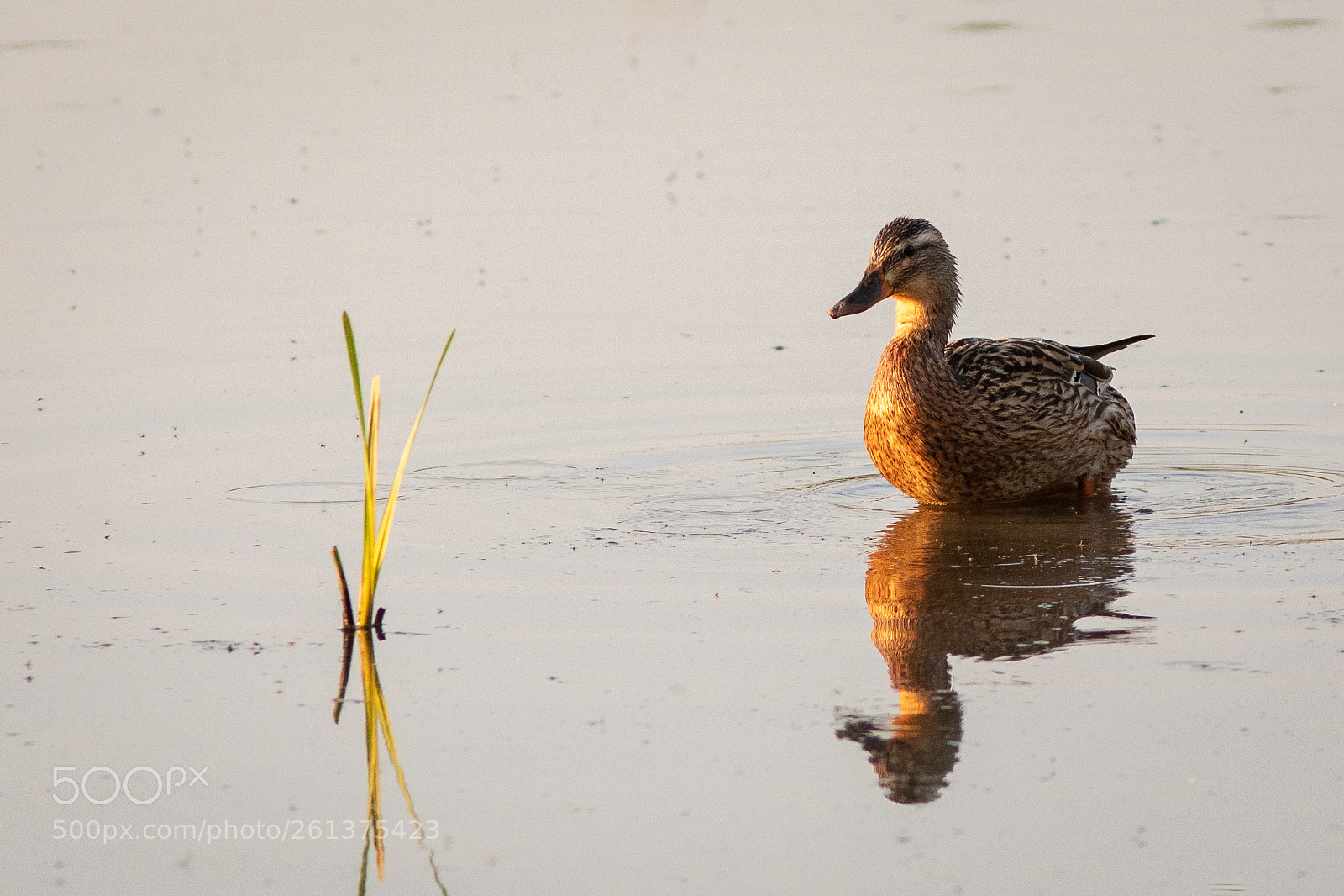 Canon EOS 5D Mark IV sample photo. Mallard enjoying sunset photography