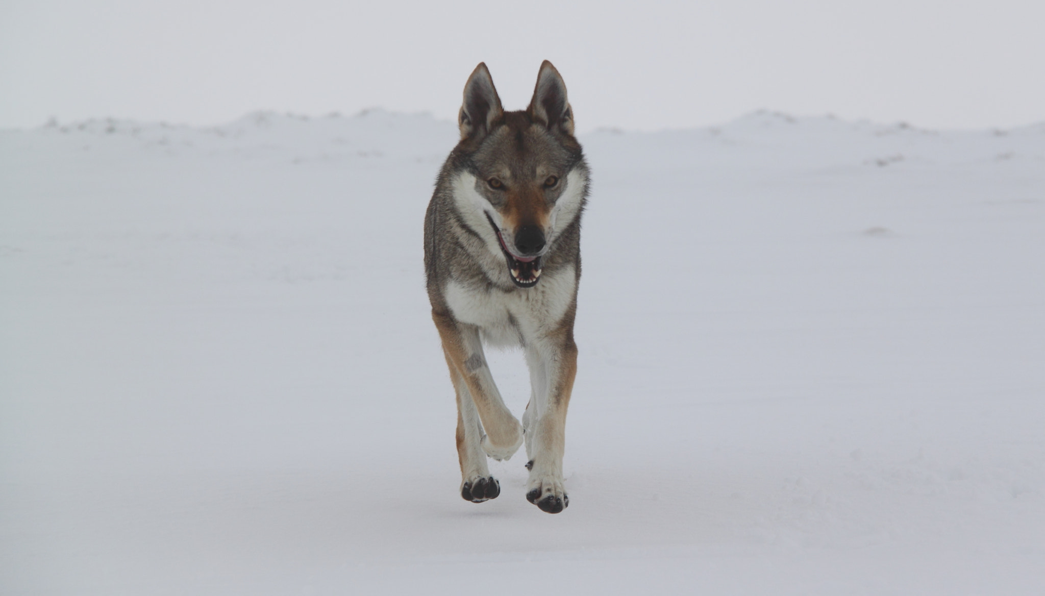 Canon EOS 500D (EOS Rebel T1i / EOS Kiss X3) sample photo. Wolfdog photography