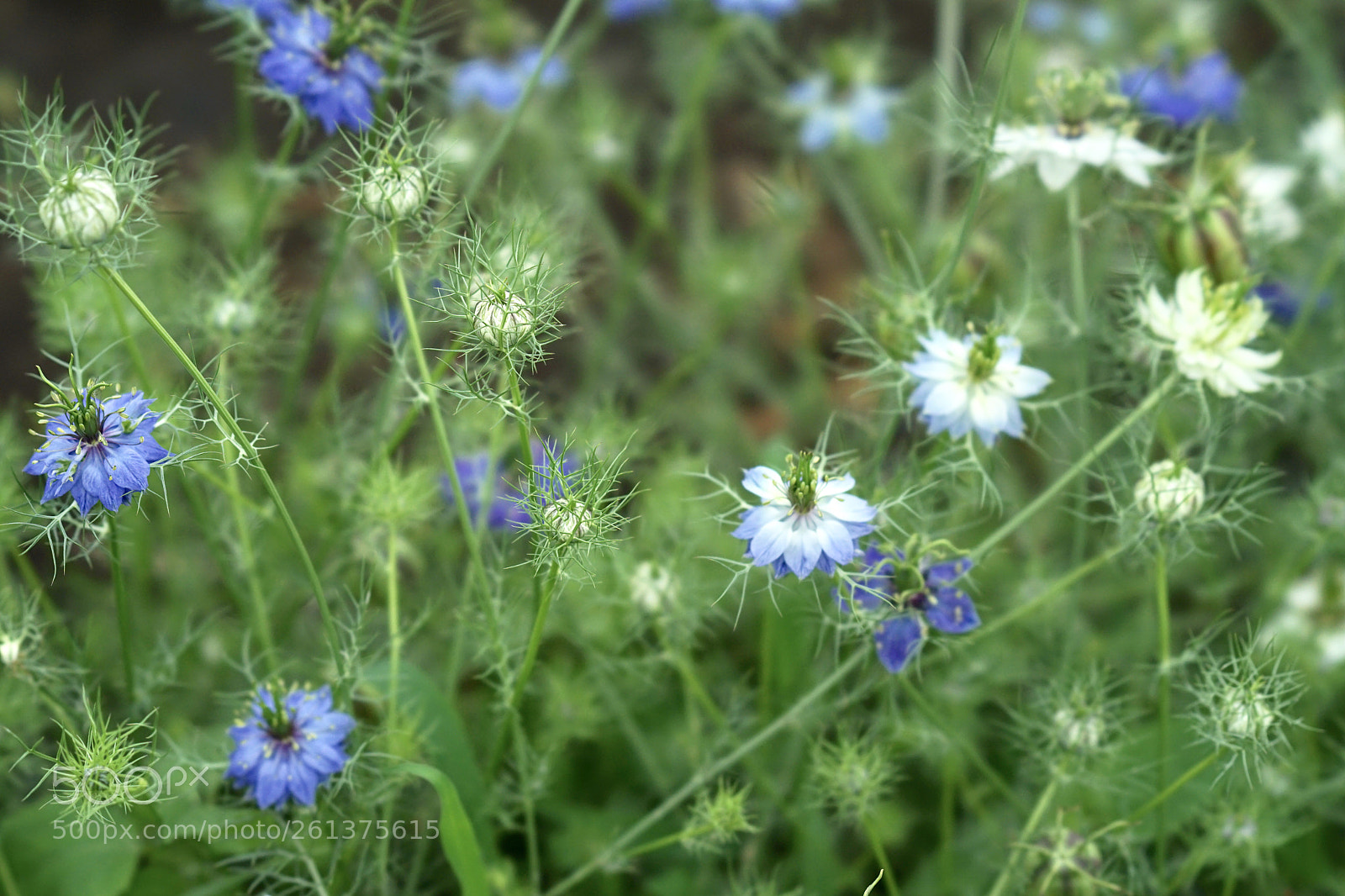 Sony a7 II sample photo. Like a underwater. photography