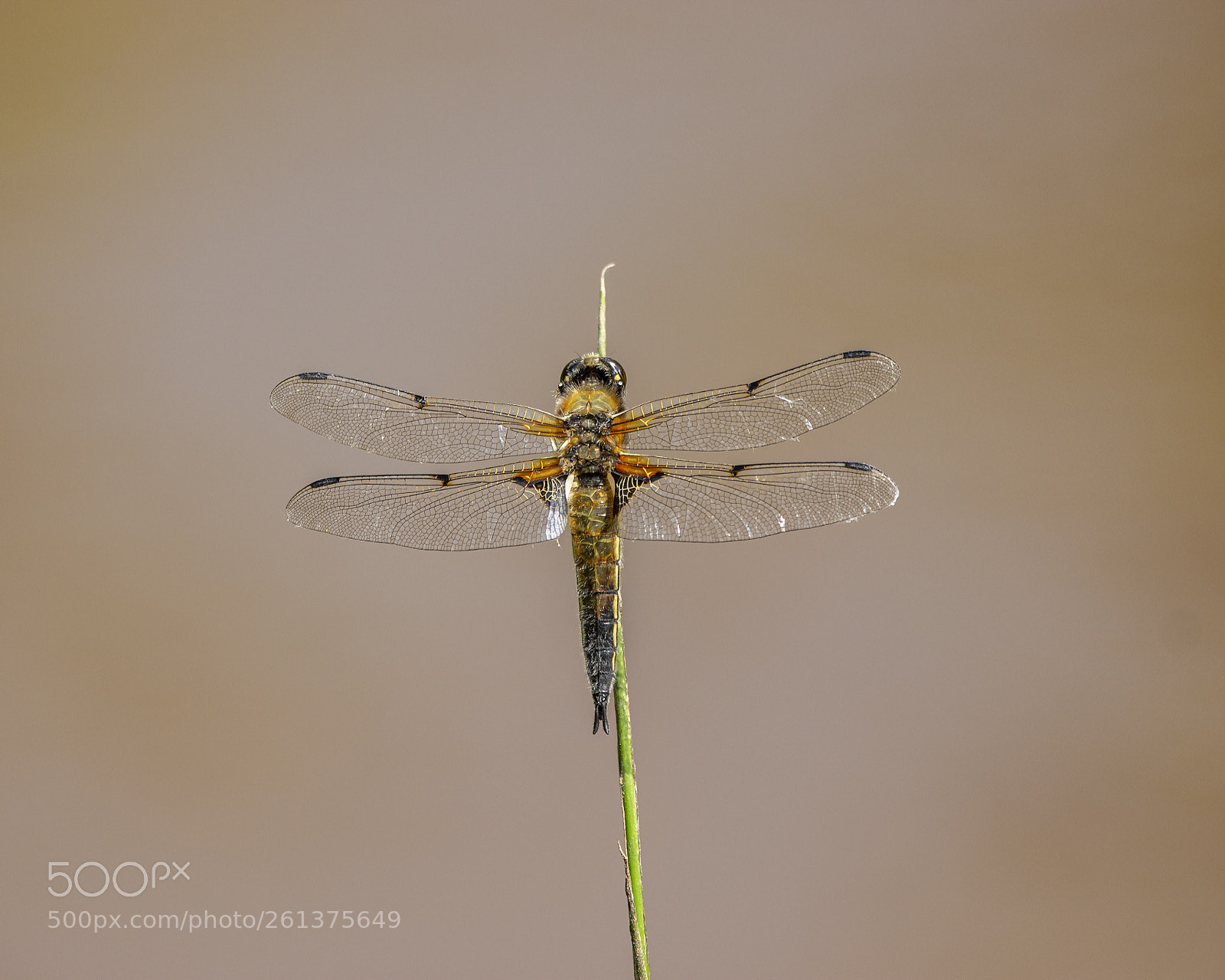 Canon EOS 700D (EOS Rebel T5i / EOS Kiss X7i) sample photo. Broad-bodied chaser photography