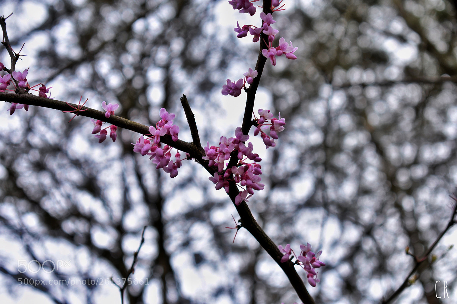 Nikon D3400 sample photo. Trees photography
