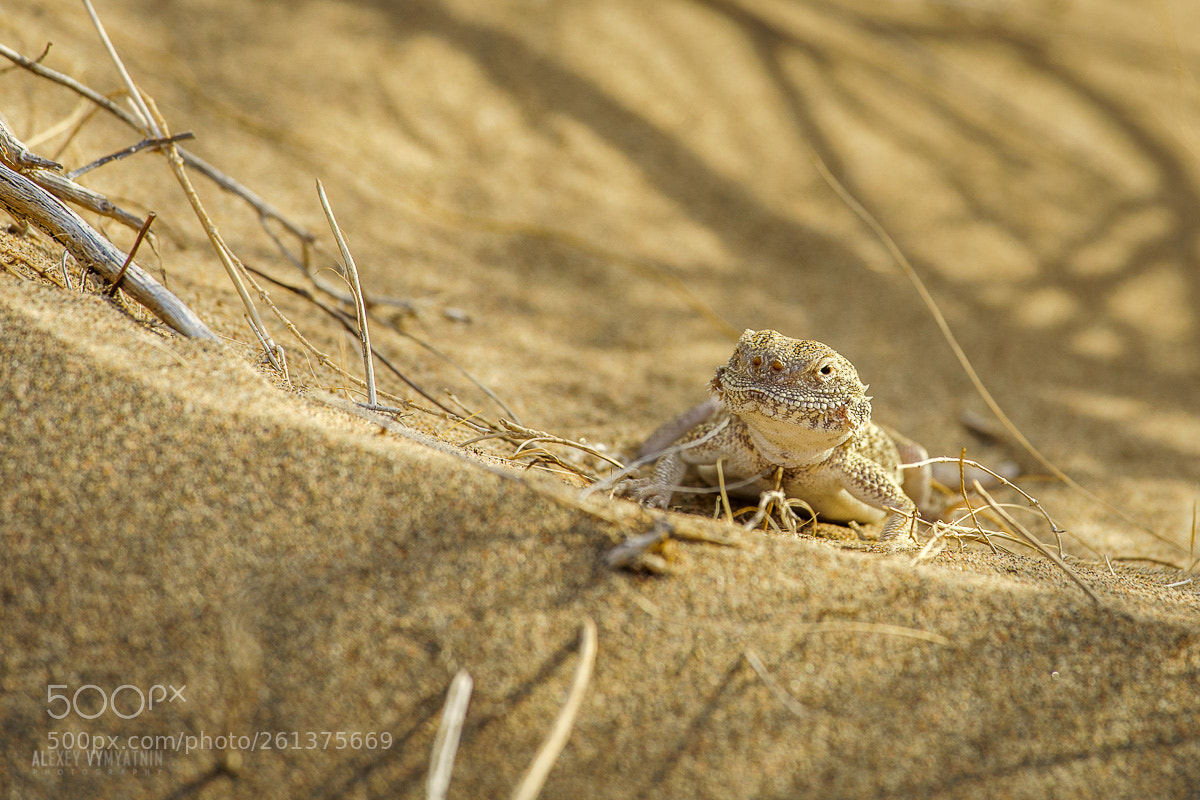 Sony a7 II sample photo. Desert beast photography