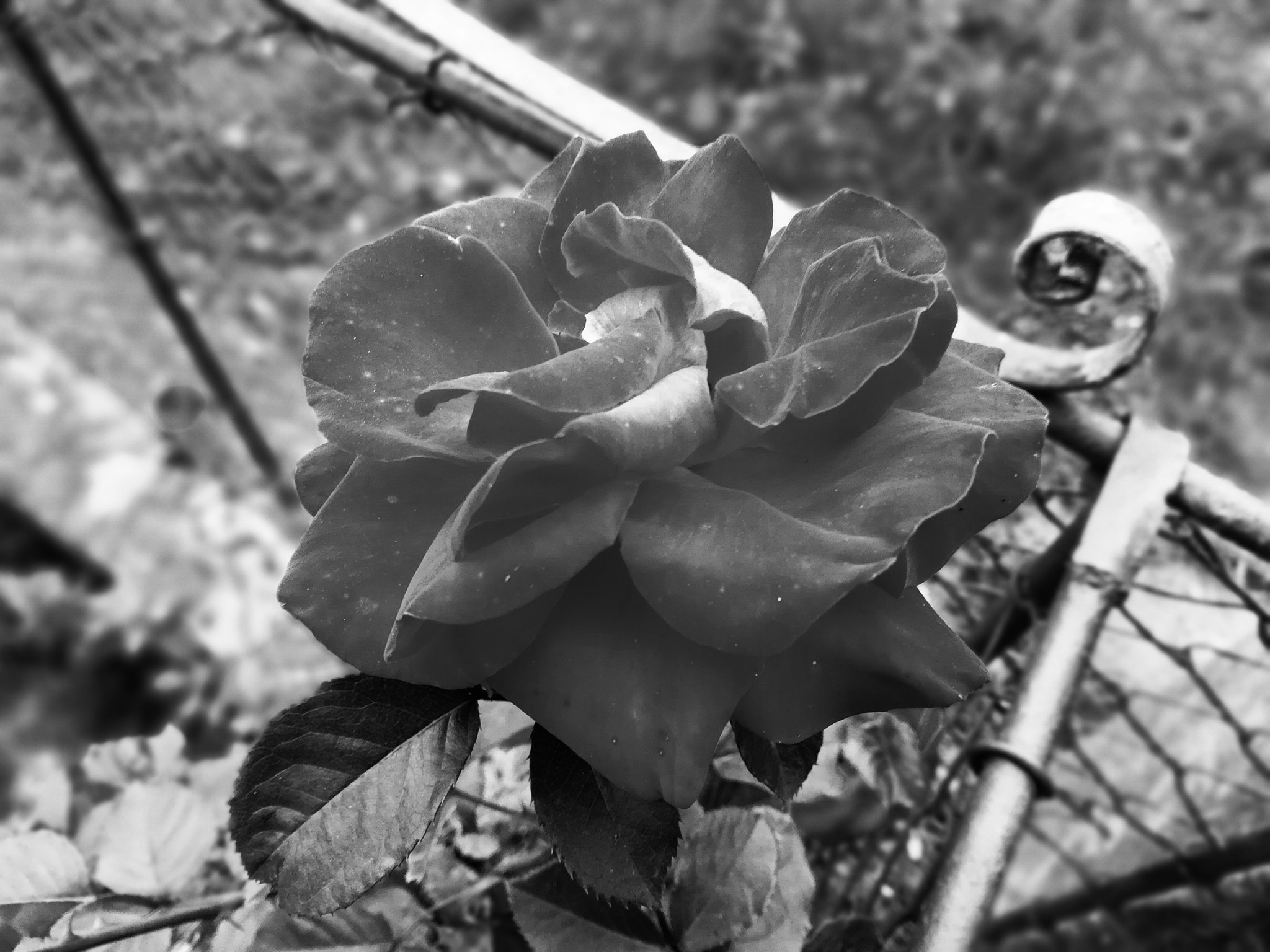 HUAWEI FIG-LX1 sample photo