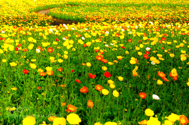 Nikon D300 sample photo. ポピー photography