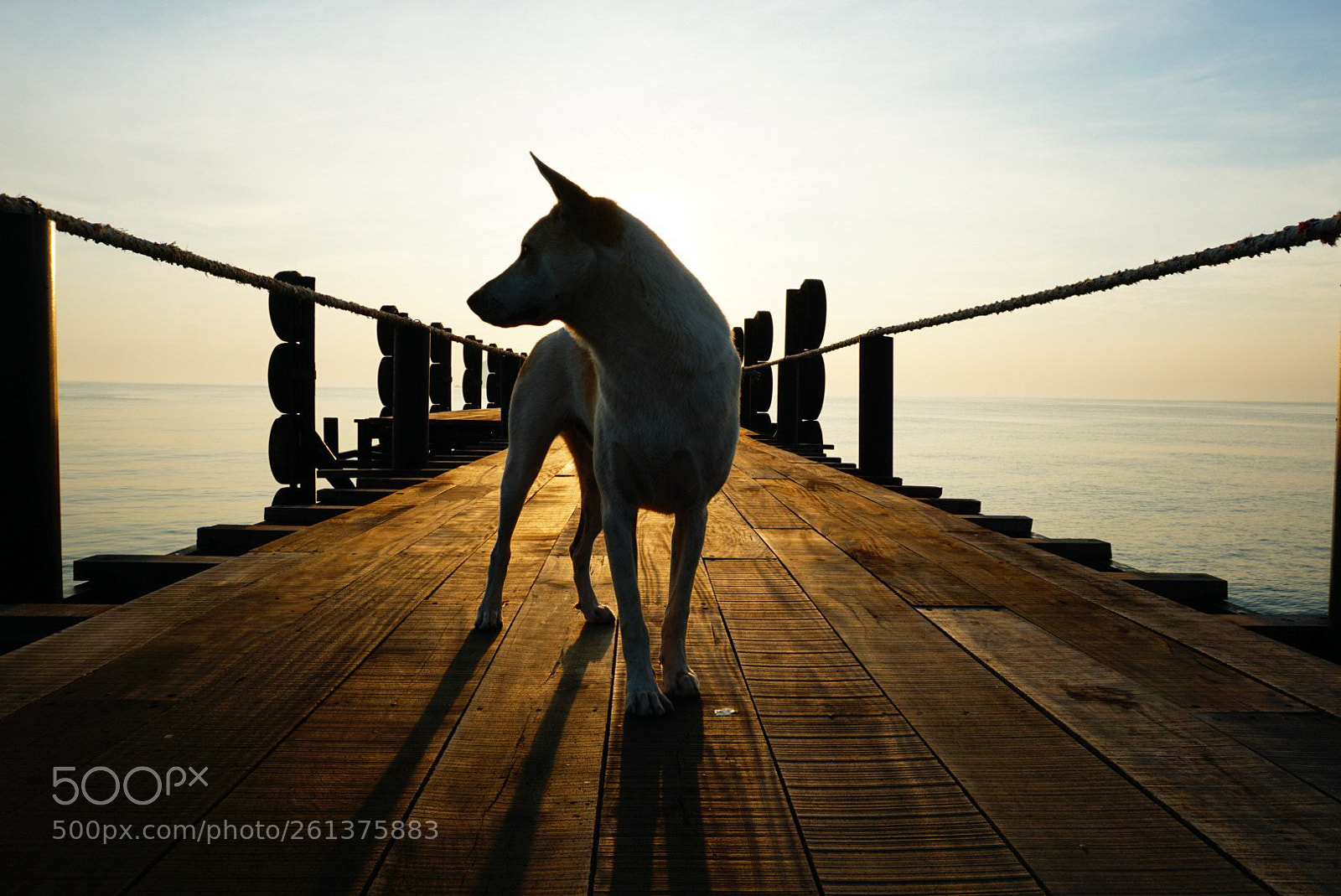 Sony a6000 sample photo. สุนัขรับเชิญ photography
