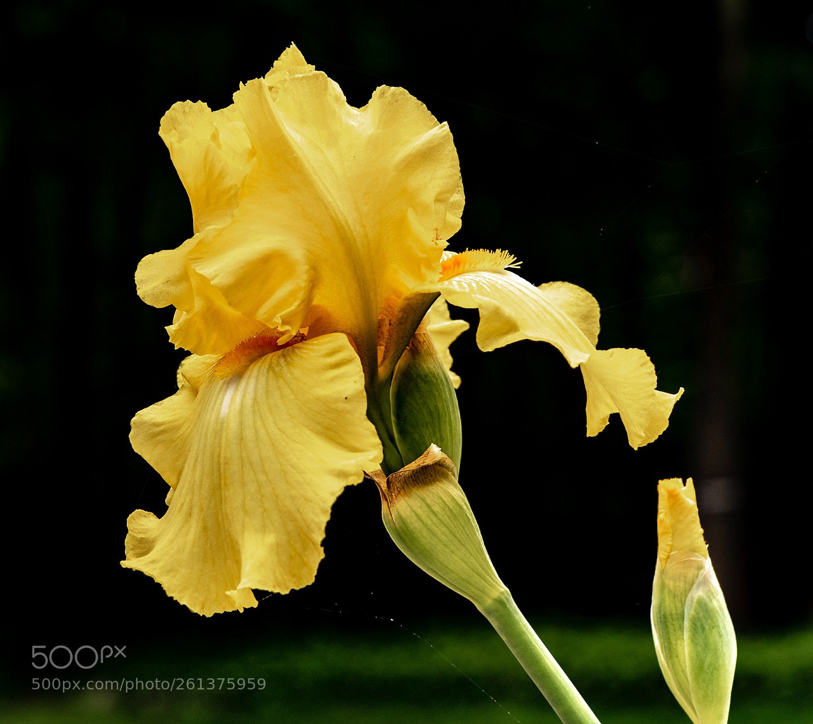 Nikon D750 sample photo. Yellow iris photography