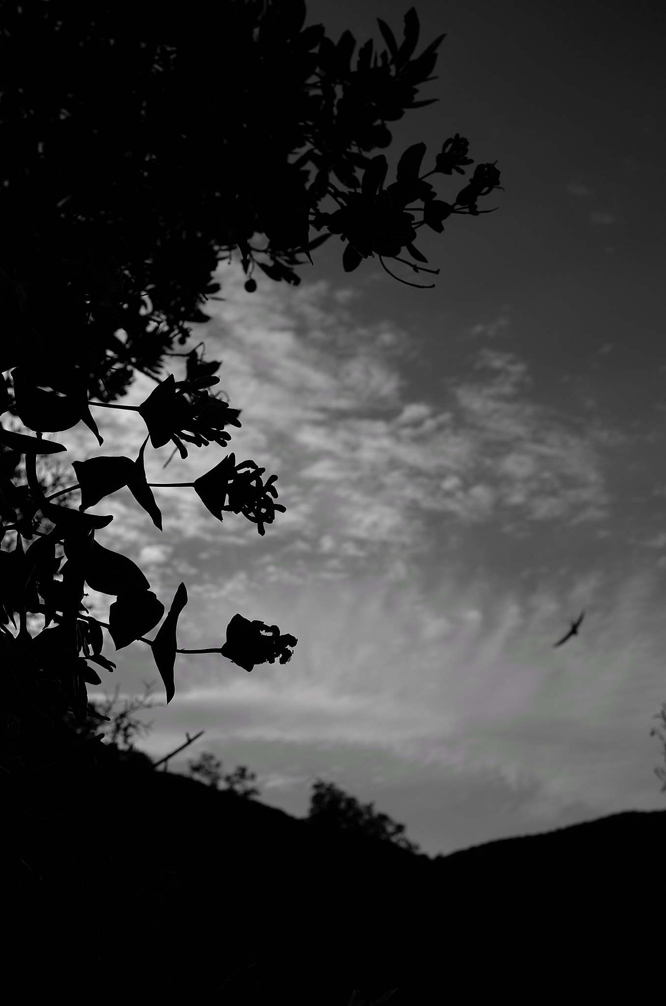 Leica X (Typ 113) sample photo. Swift hunting mosquitoes at dusk photography