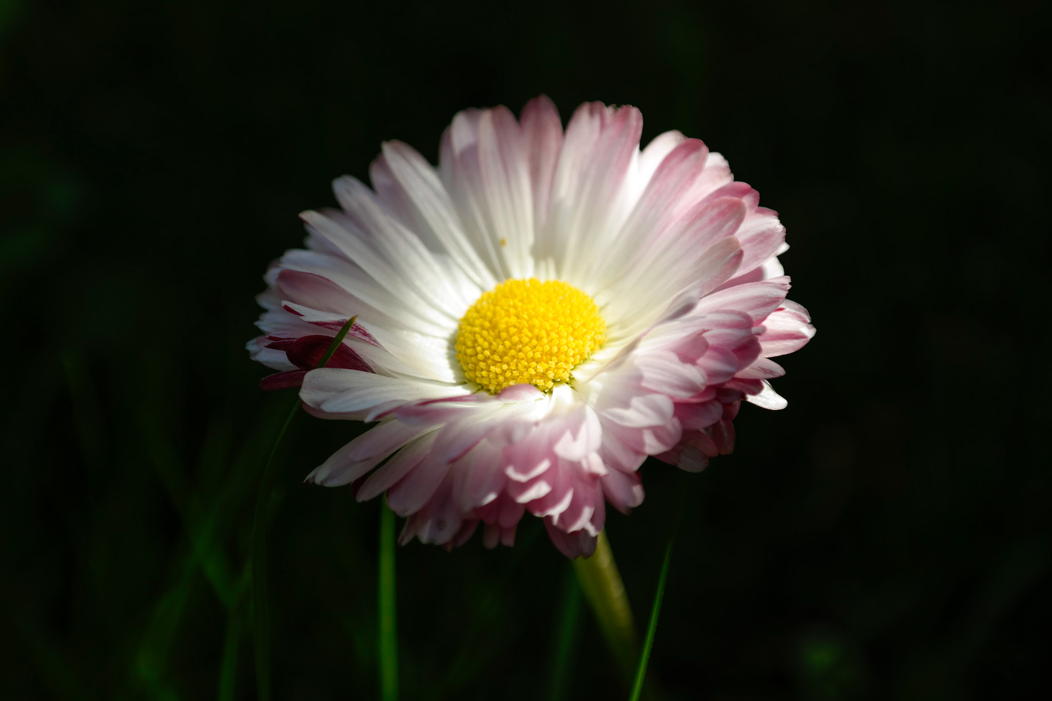 Samsung NX30 sample photo. Flower photography