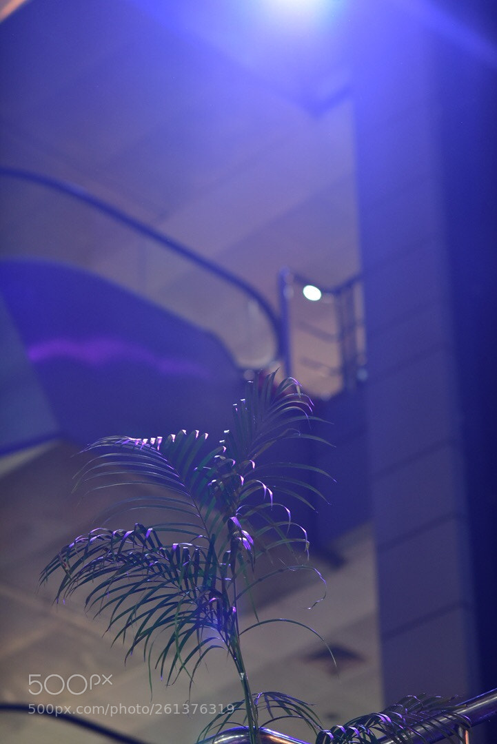 Nikon D750 sample photo. Light shade photography