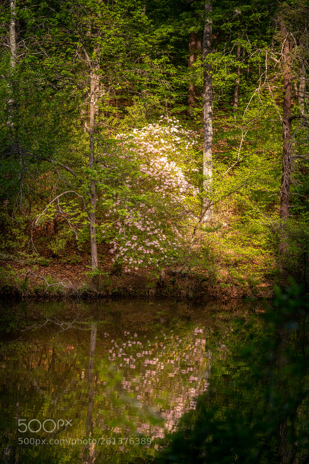 Sony a7R II sample photo. Untitled photography