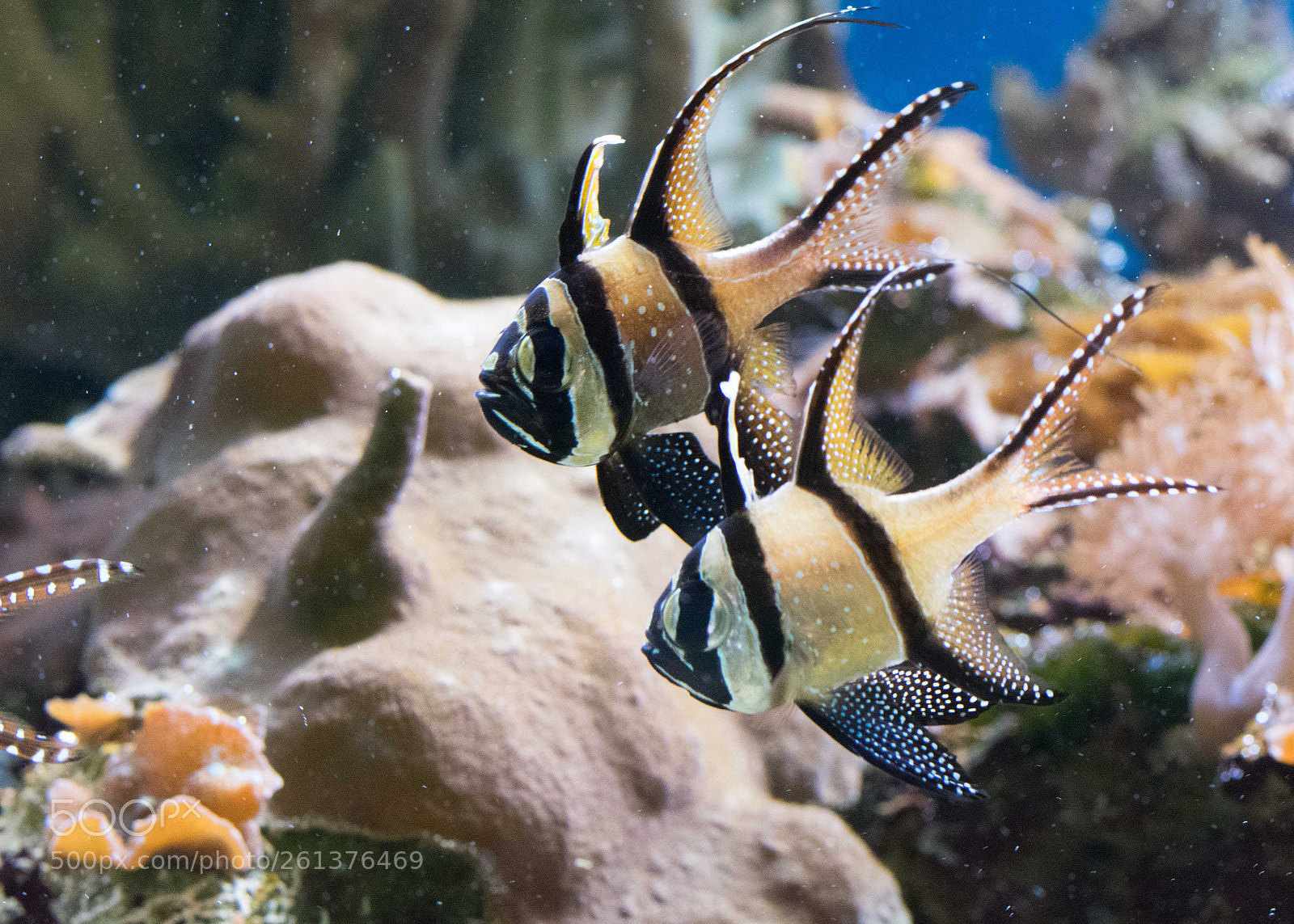 Nikon D3400 sample photo. Fish photography