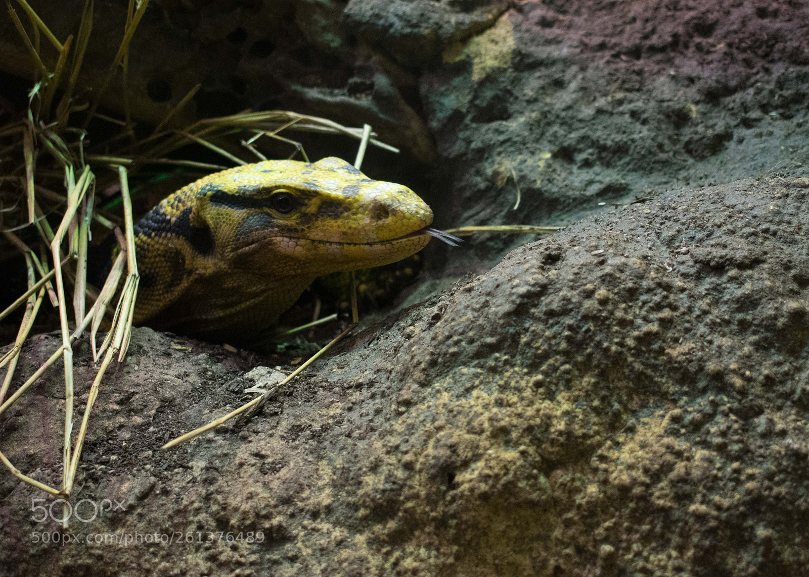 Nikon D3400 sample photo. Lizard photography