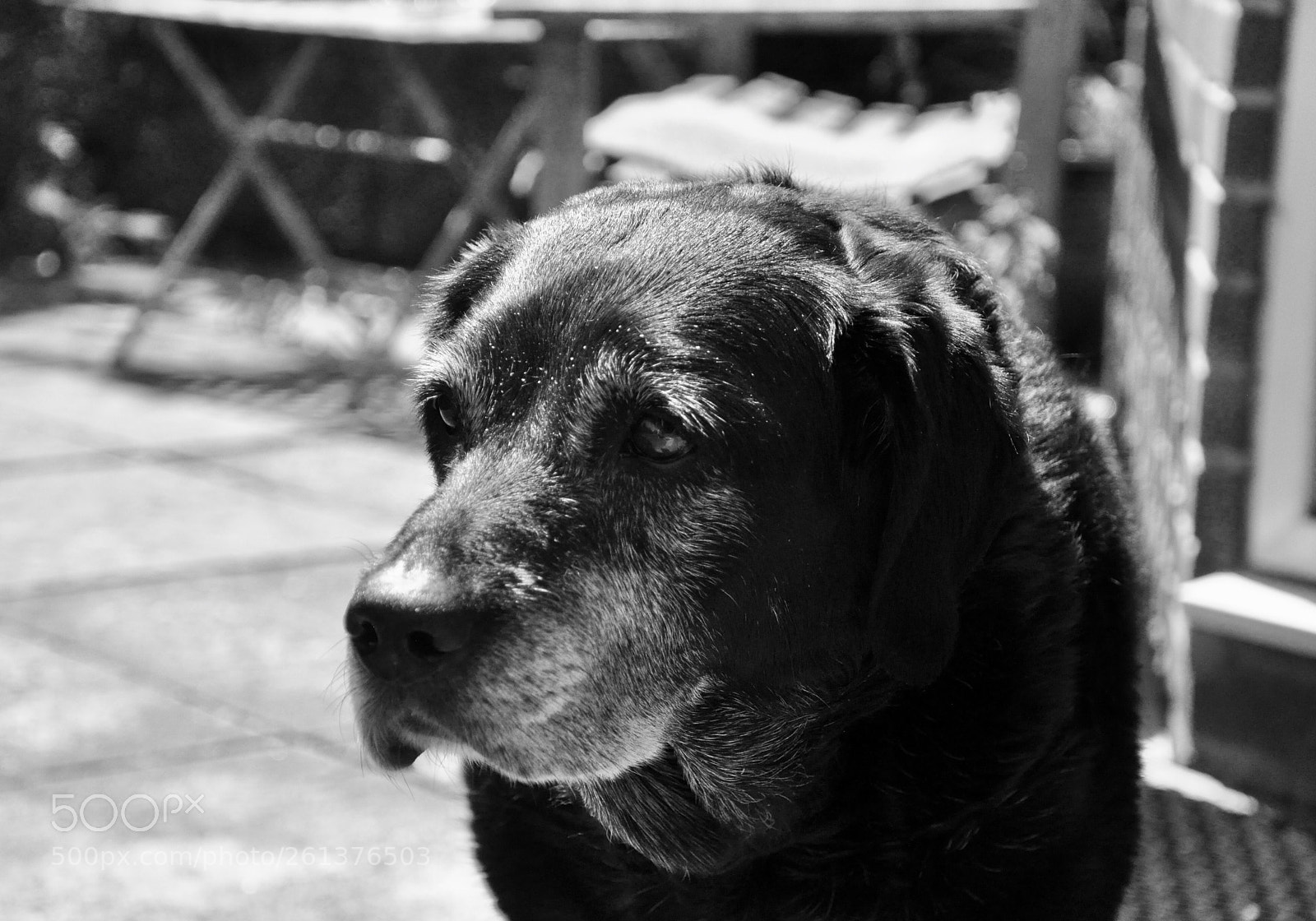 Nikon D90 sample photo. Beautiful labrador photography