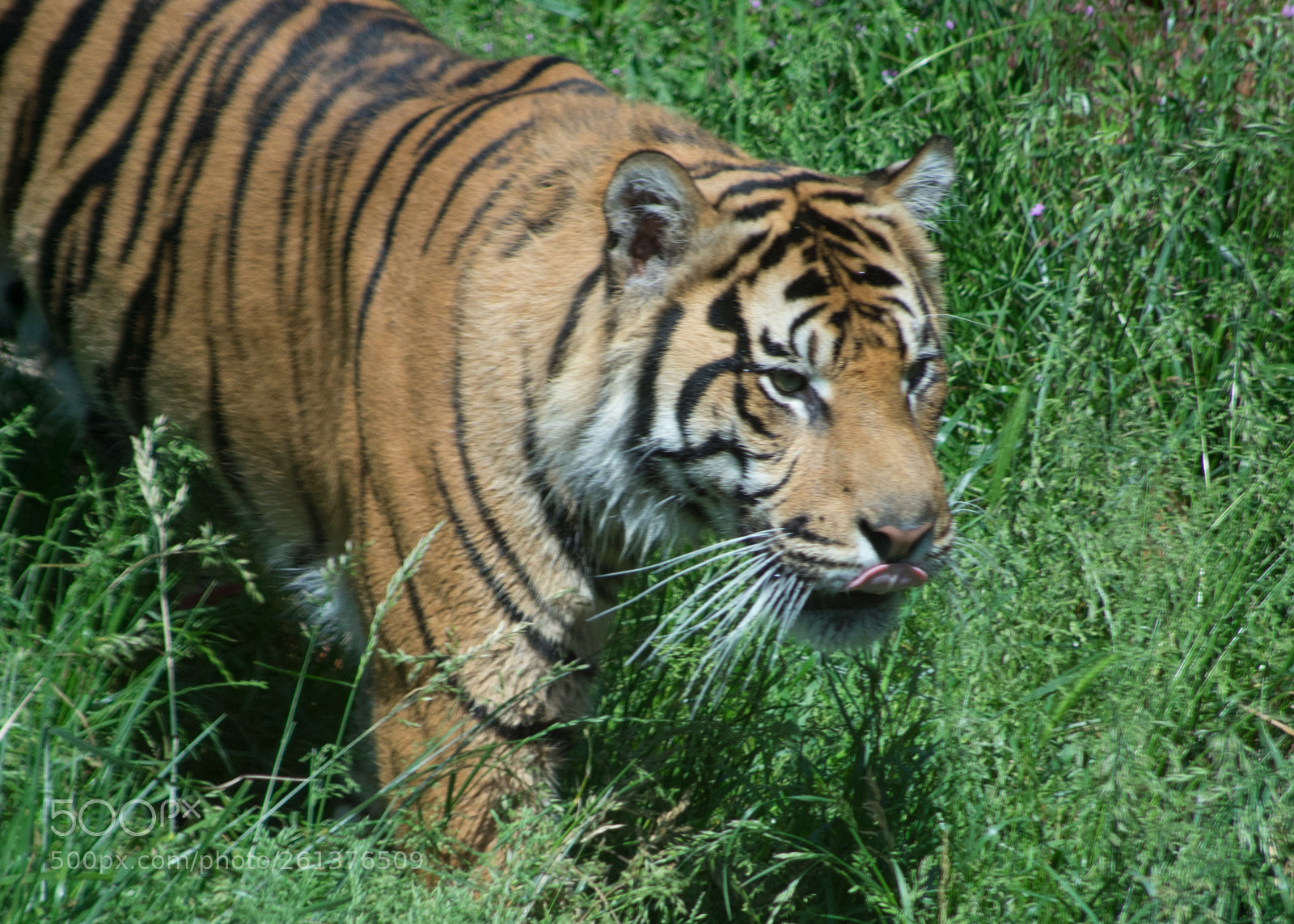 Nikon D3400 sample photo. Tiger photography