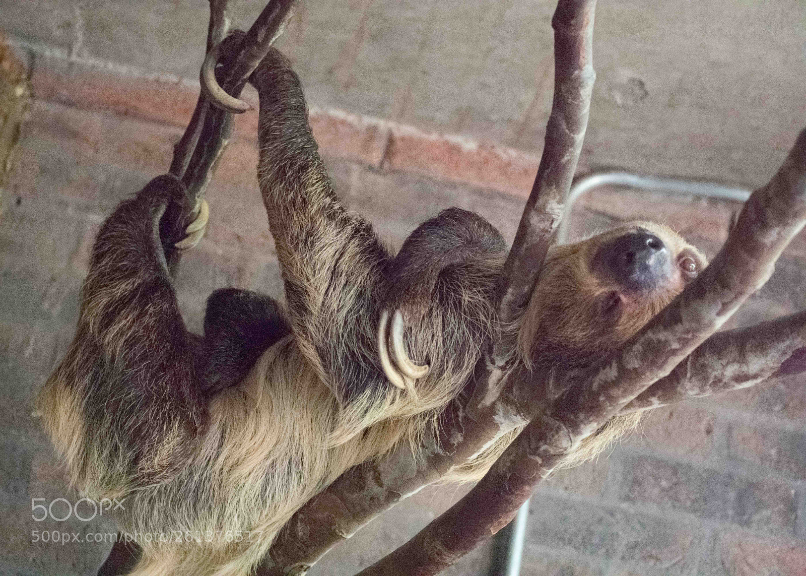Nikon D3400 sample photo. Sleeping sloth photography