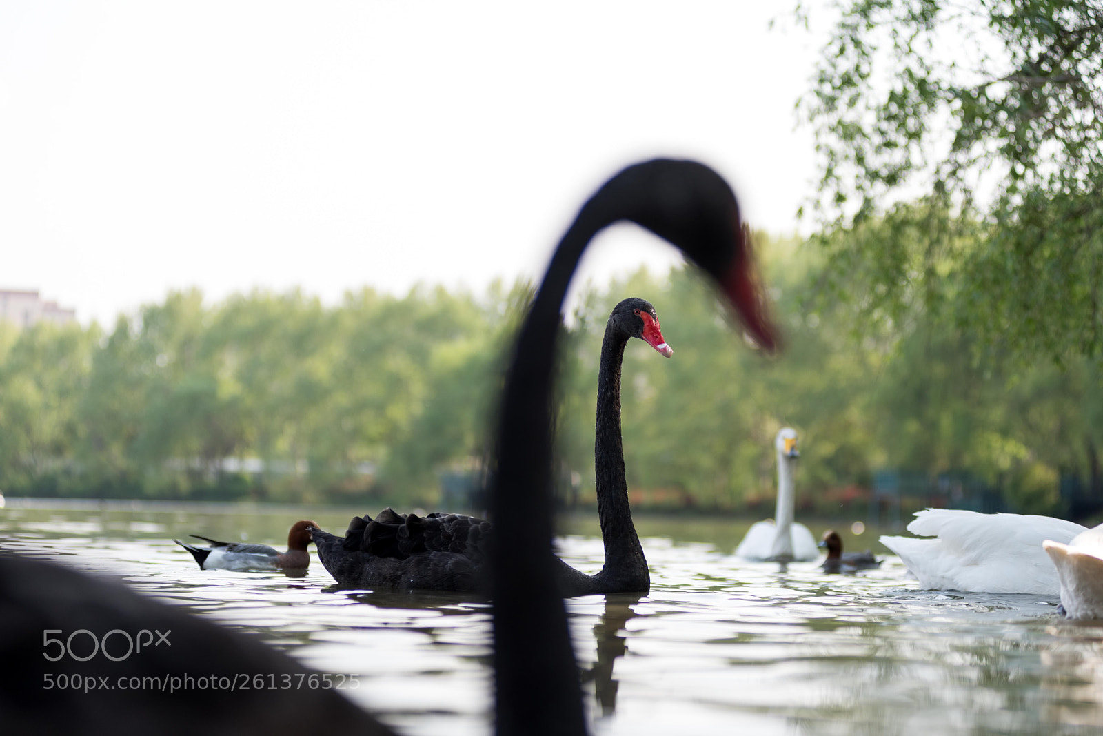 Nikon D750 sample photo. Black swan. photography