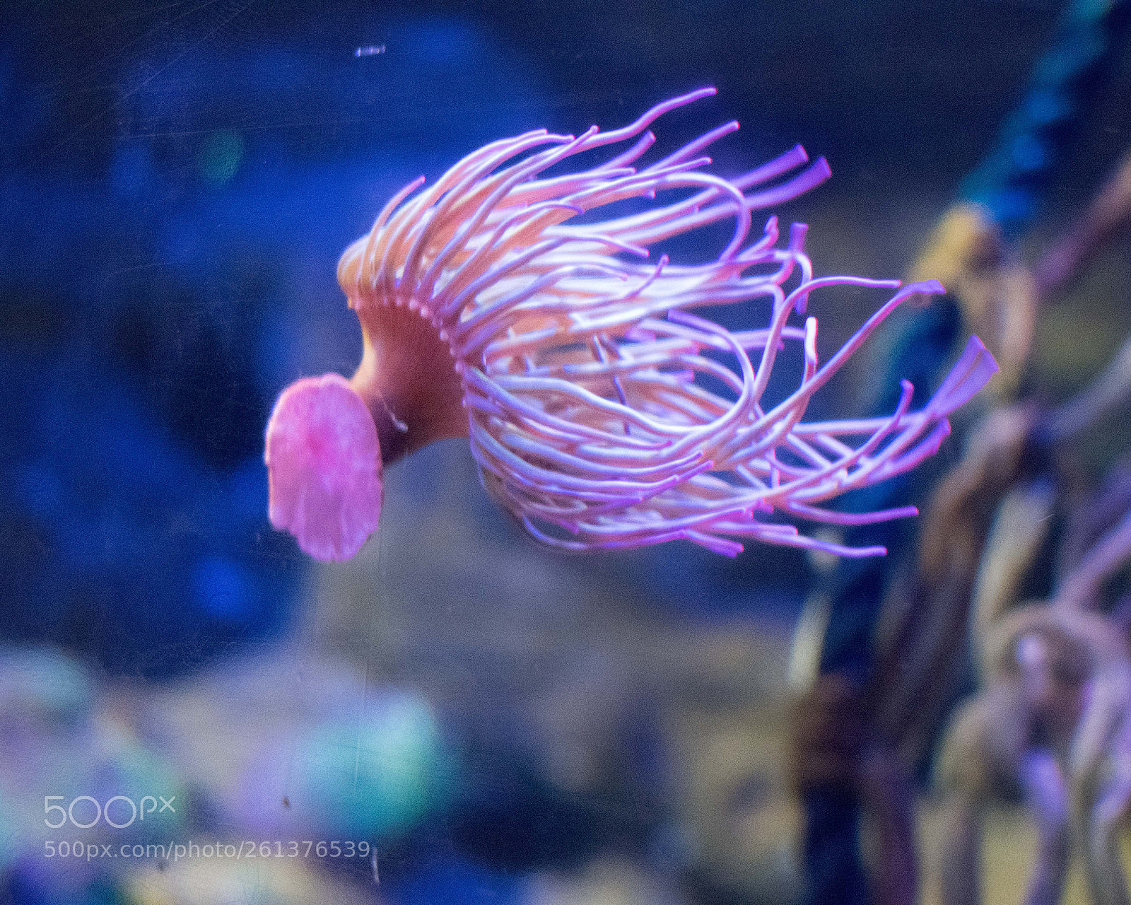 Nikon D3400 sample photo. Anemone photography