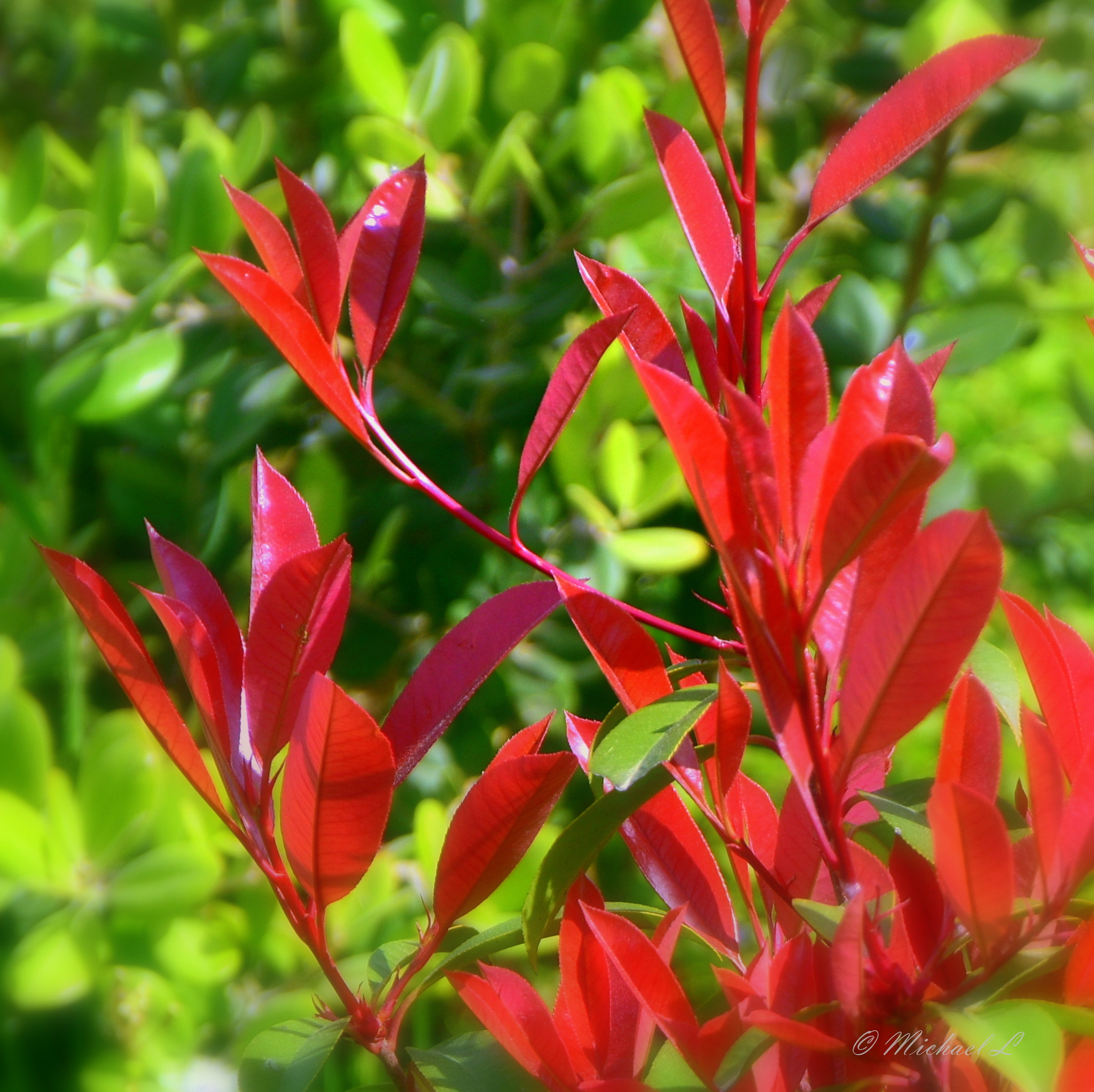 Nikon D3400 sample photo. Red..green photography
