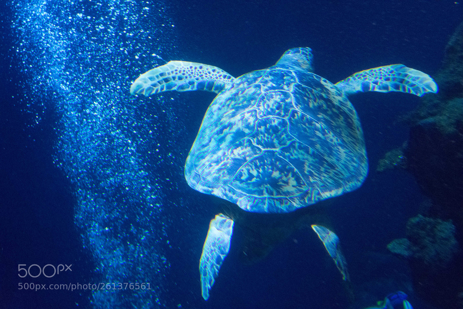 Nikon D3400 sample photo. Turtle photography