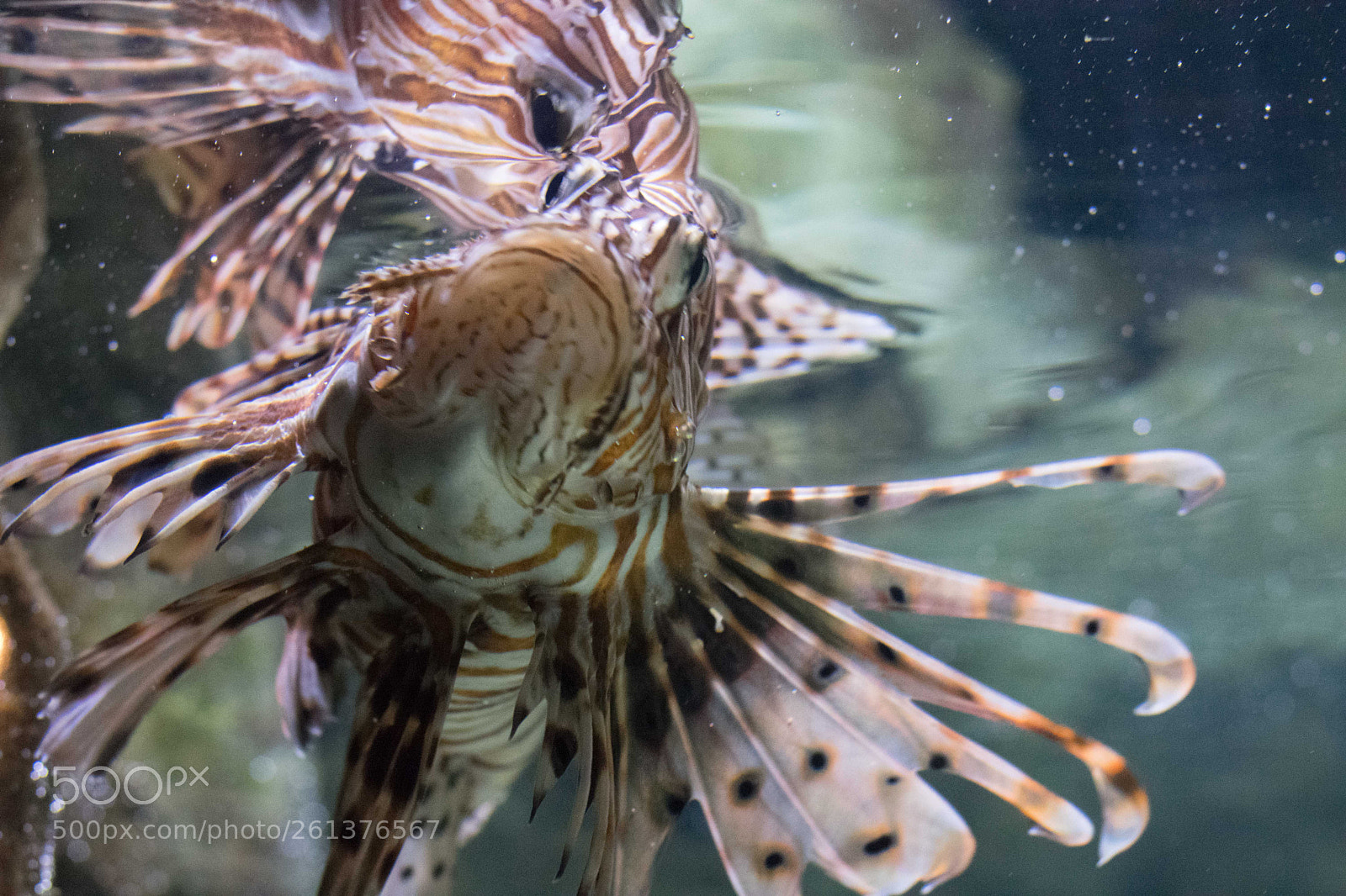 Nikon D3400 sample photo. Lion fish photography