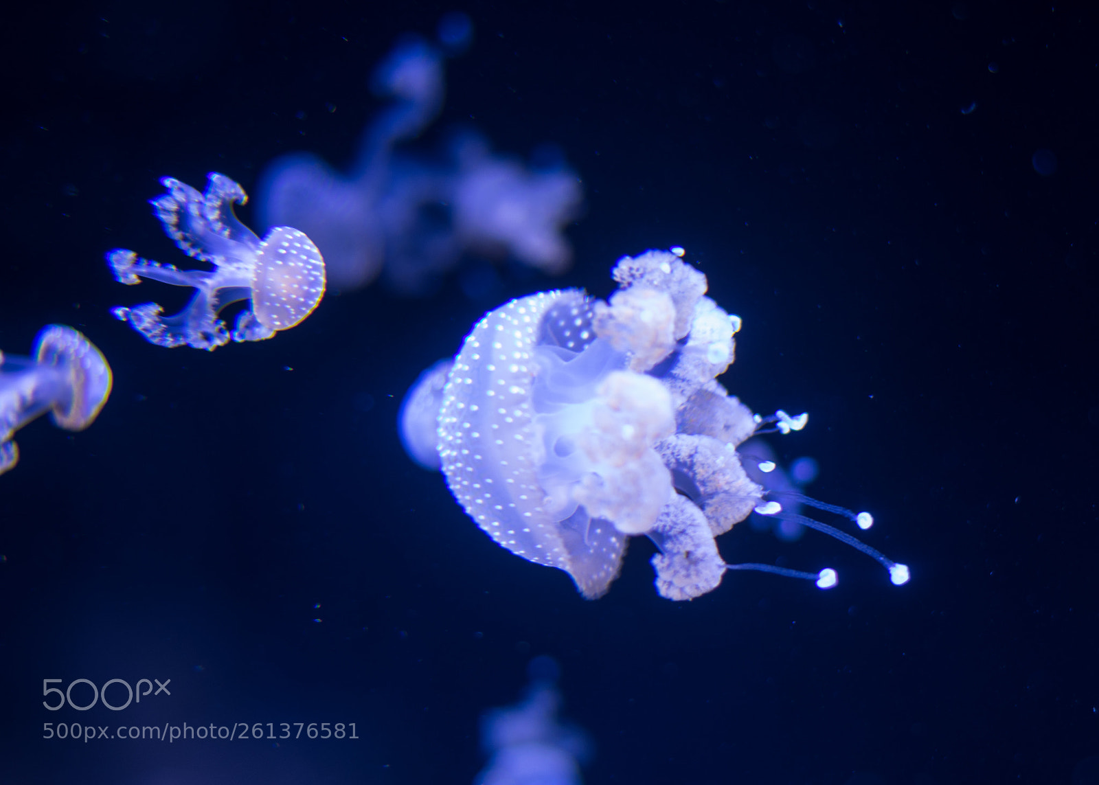 Nikon D3400 sample photo. Jellyfish photography
