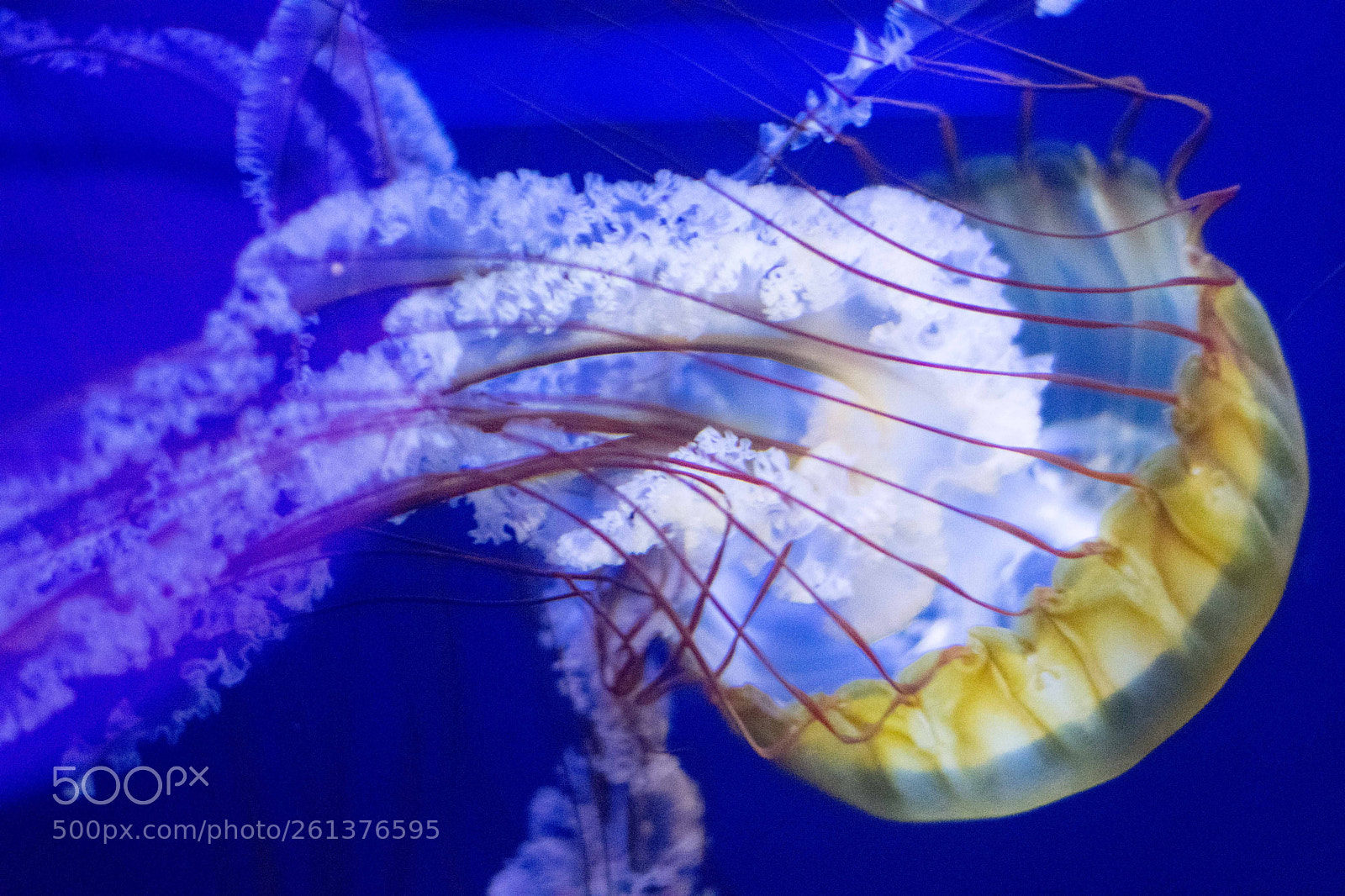 Nikon D3400 sample photo. Jellyfish photography
