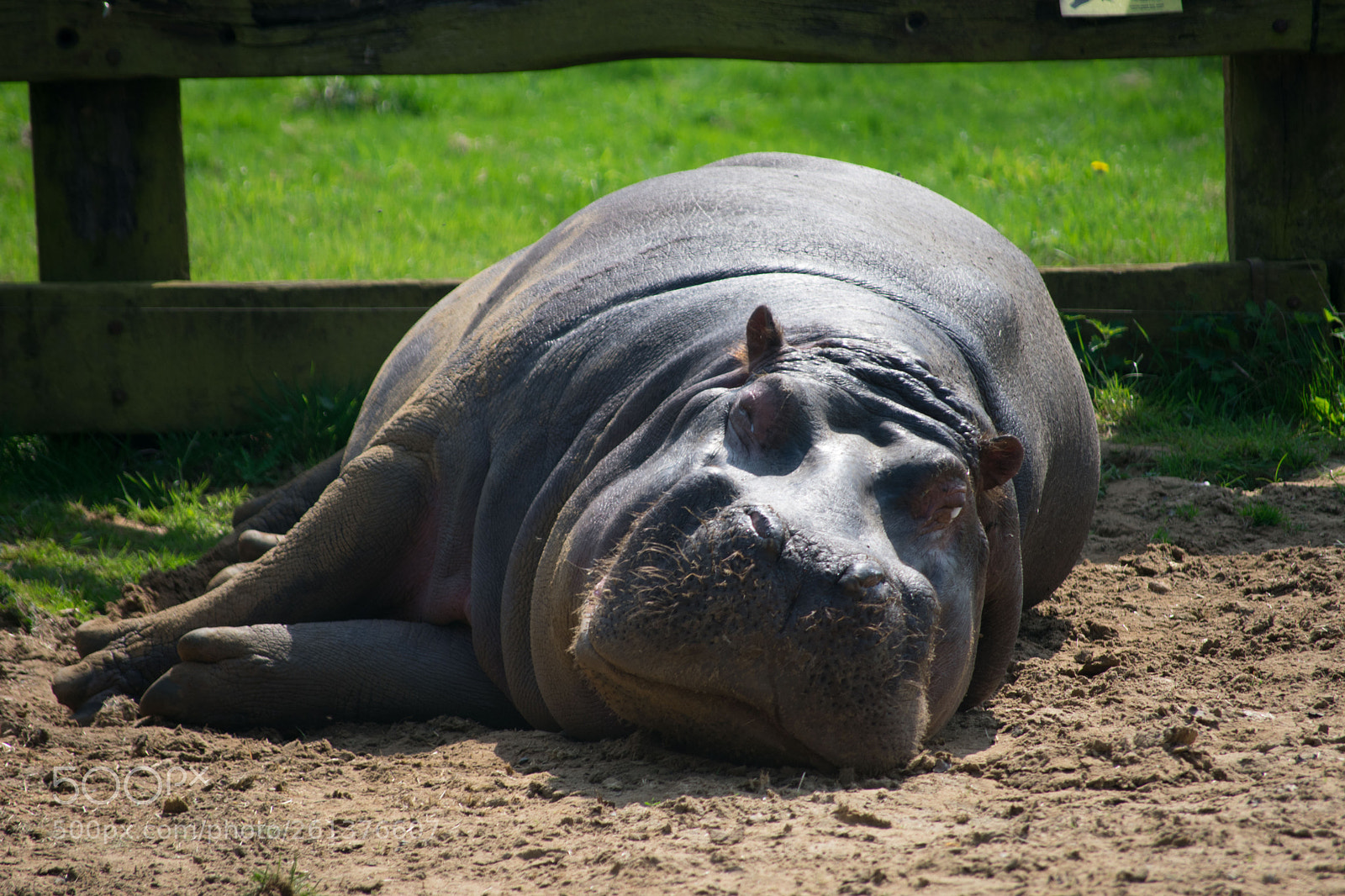 Nikon D3400 sample photo. Hippo photography