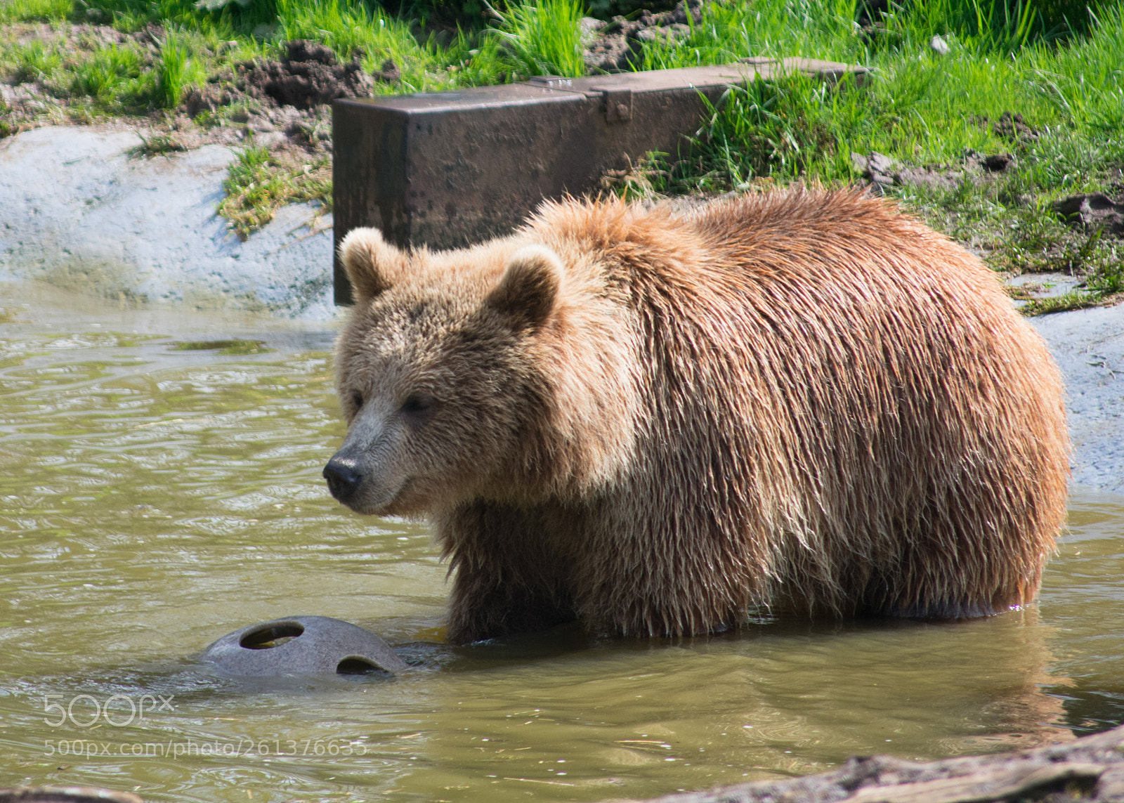 Nikon D3400 sample photo. Bear photography