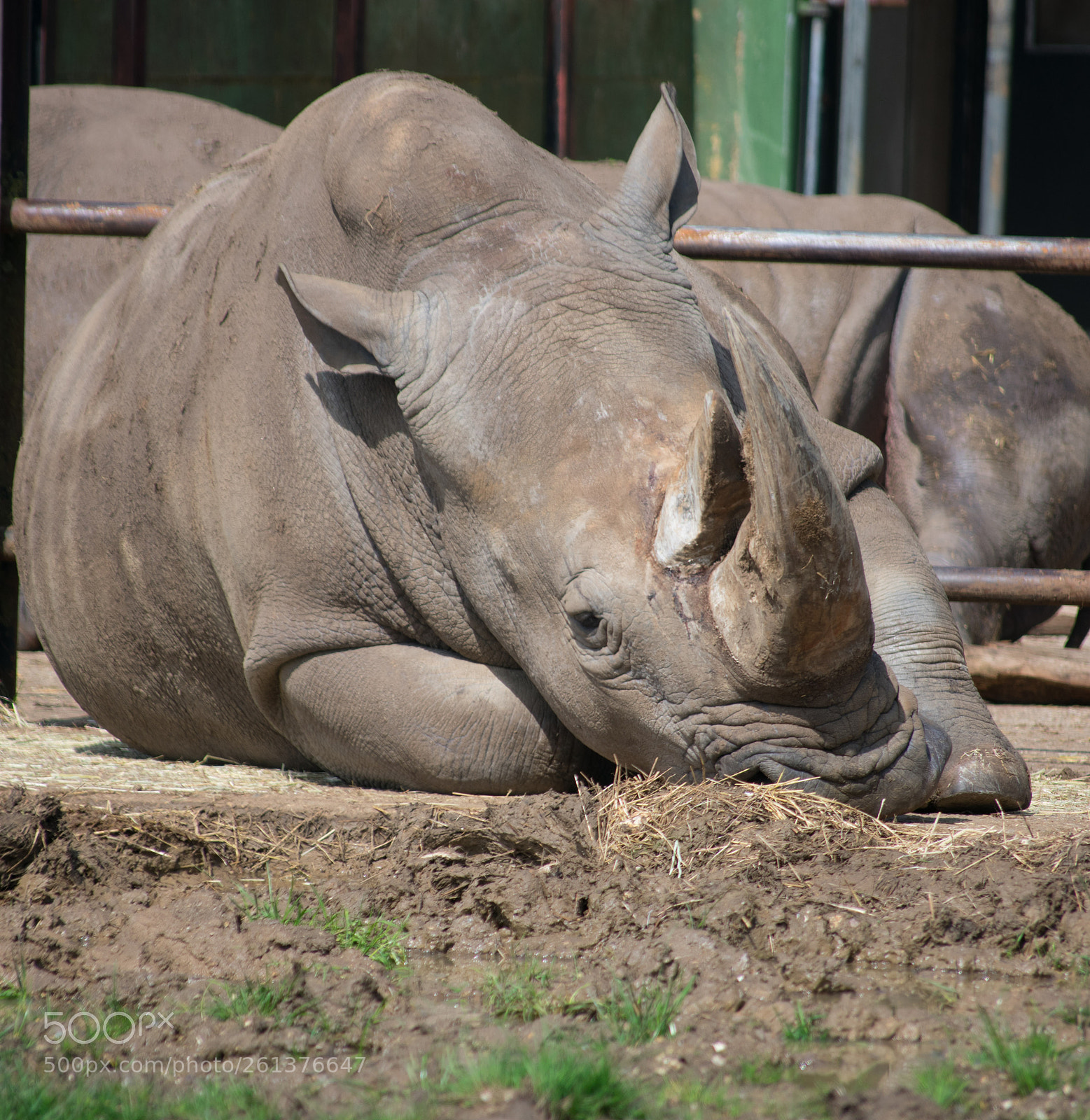 Nikon D3400 sample photo. Rhino photography
