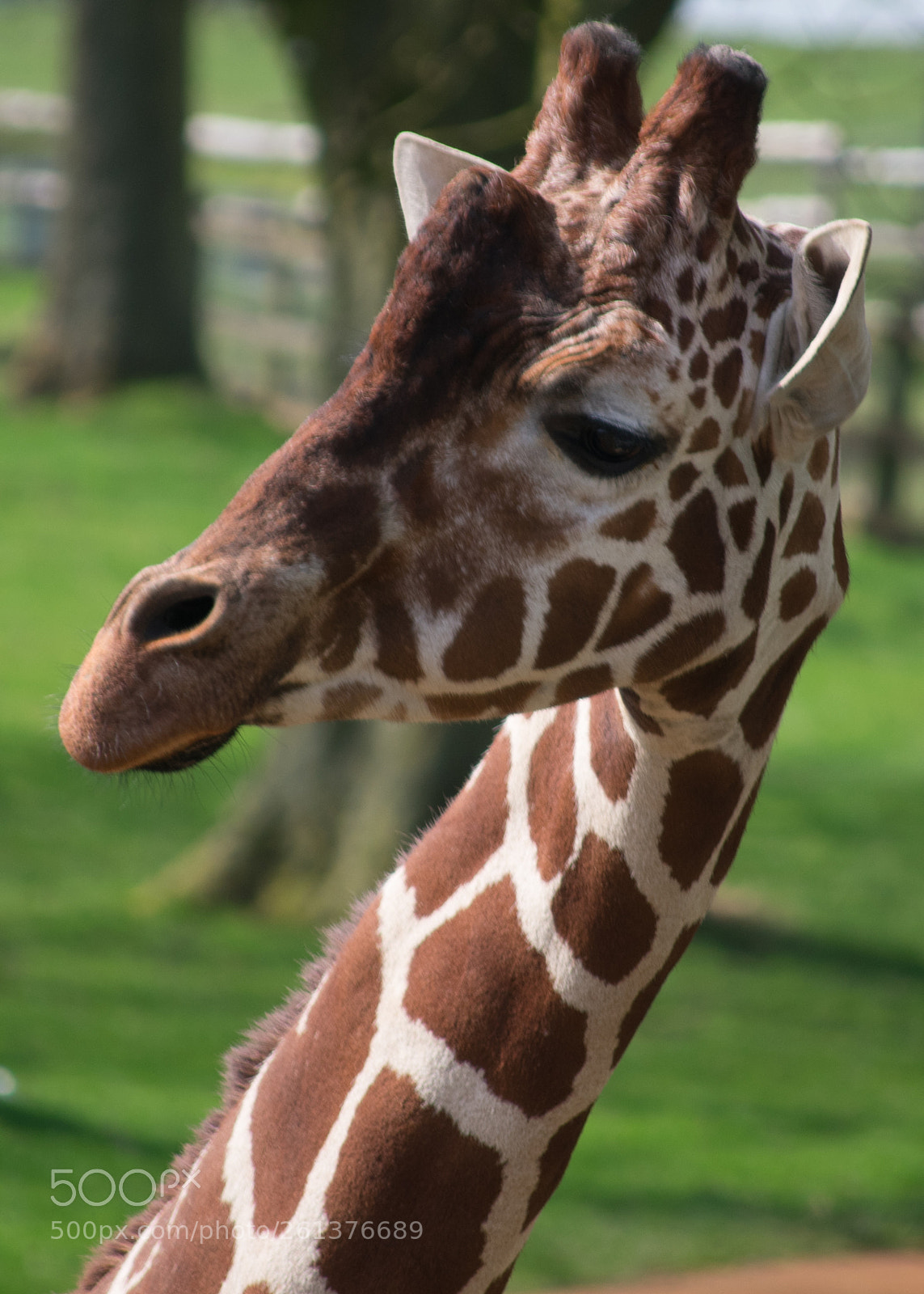 Nikon D3400 sample photo. Giraffe photography