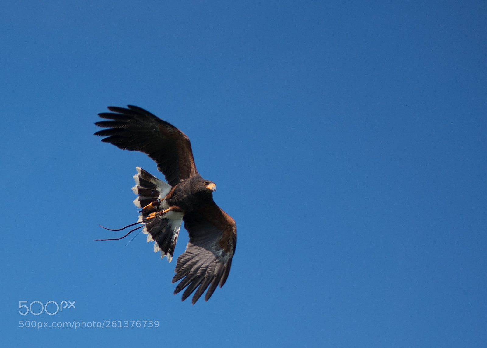 Nikon D3400 sample photo. Falcon photography