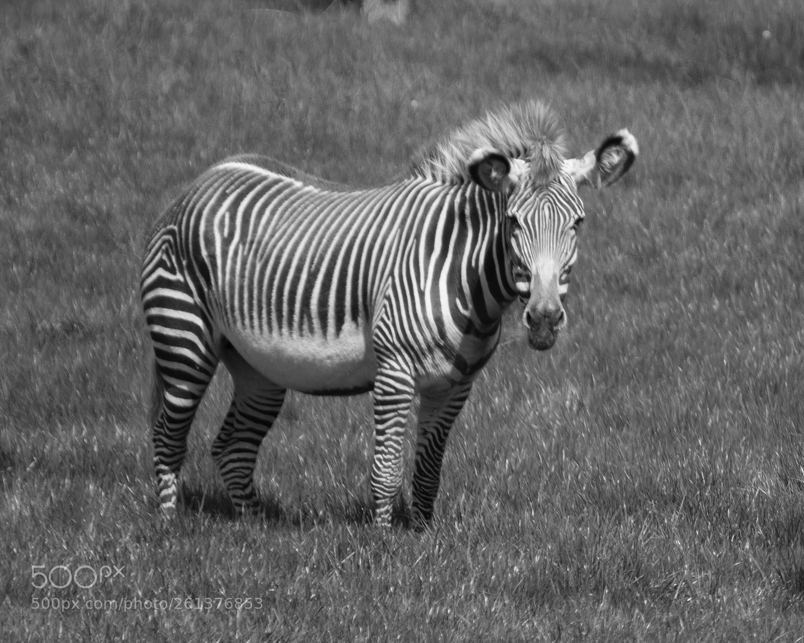 Nikon D3400 sample photo. Zebra photography