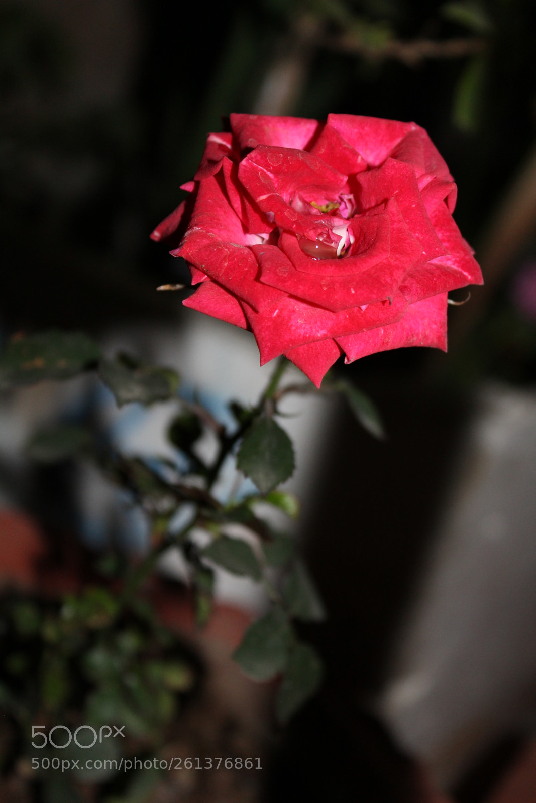 Canon EOS 1300D (EOS Rebel T6 / EOS Kiss X80) sample photo. Red rose photography