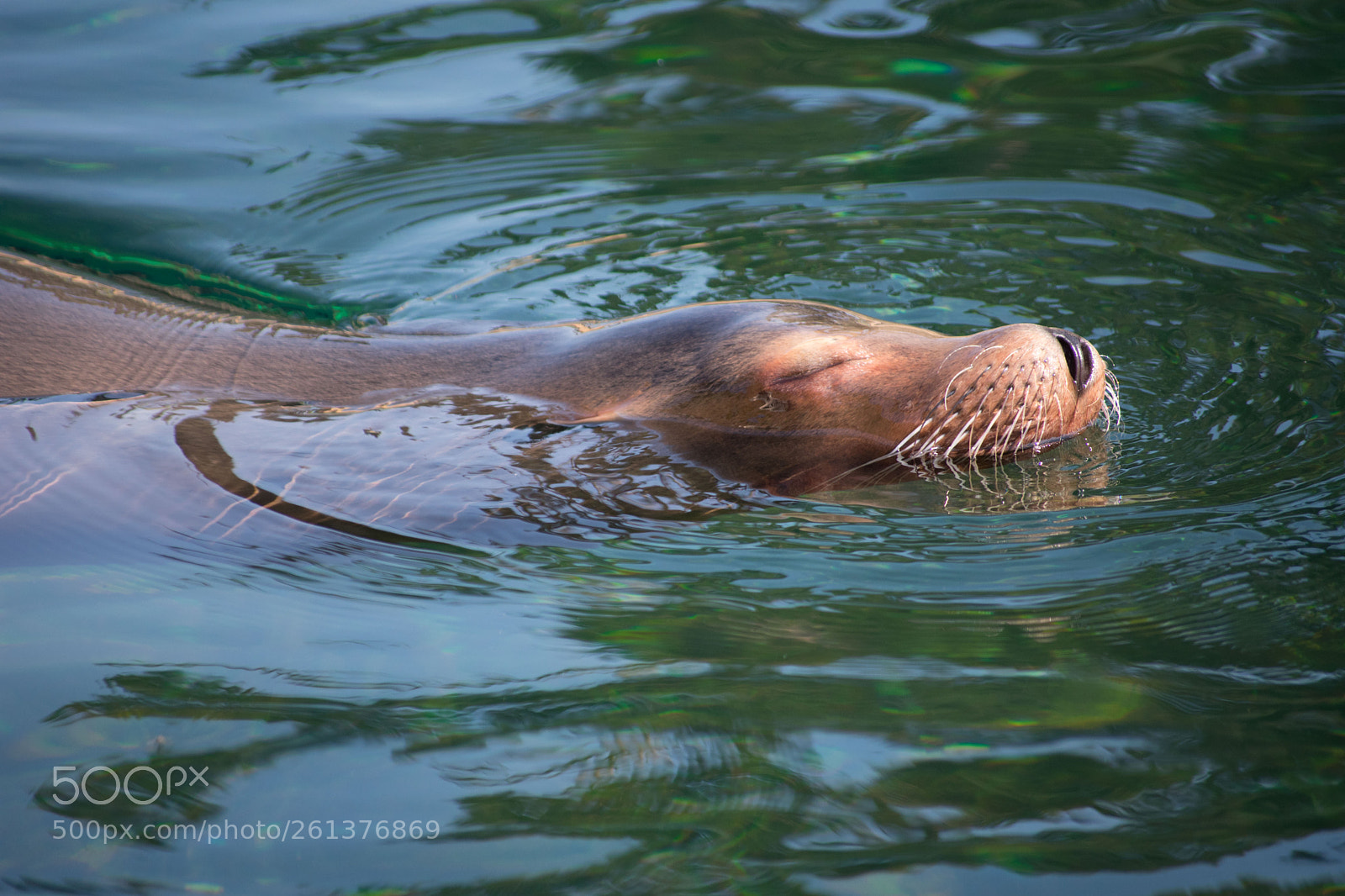 Nikon D3400 sample photo. Sealion photography