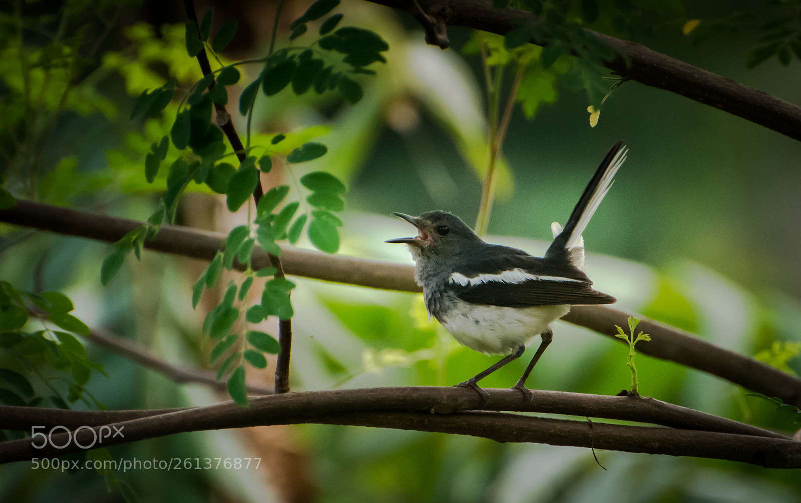 Nikon D7200 sample photo. Bird photography