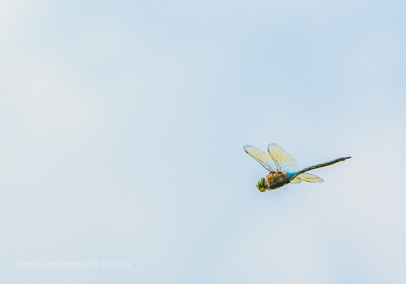 Nikon D7100 sample photo. On the fly... photography