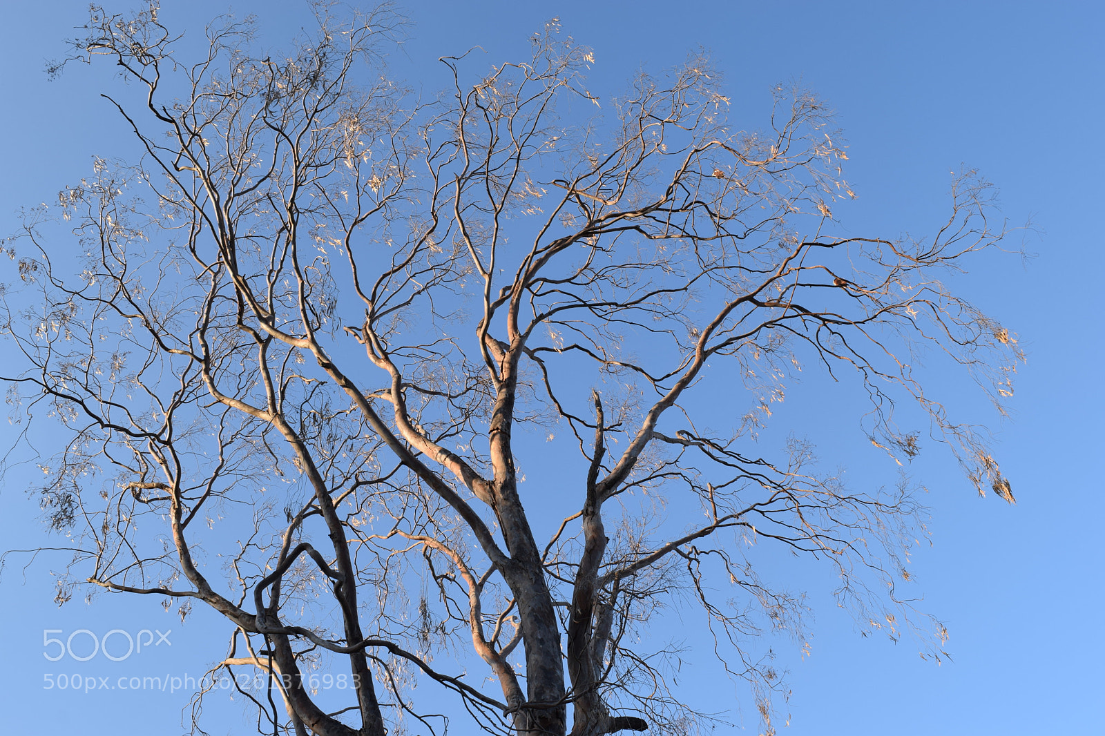 Nikon D3300 sample photo. Tree photography