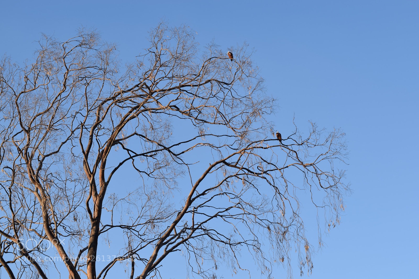 Nikon D3300 sample photo. Dry tree photography