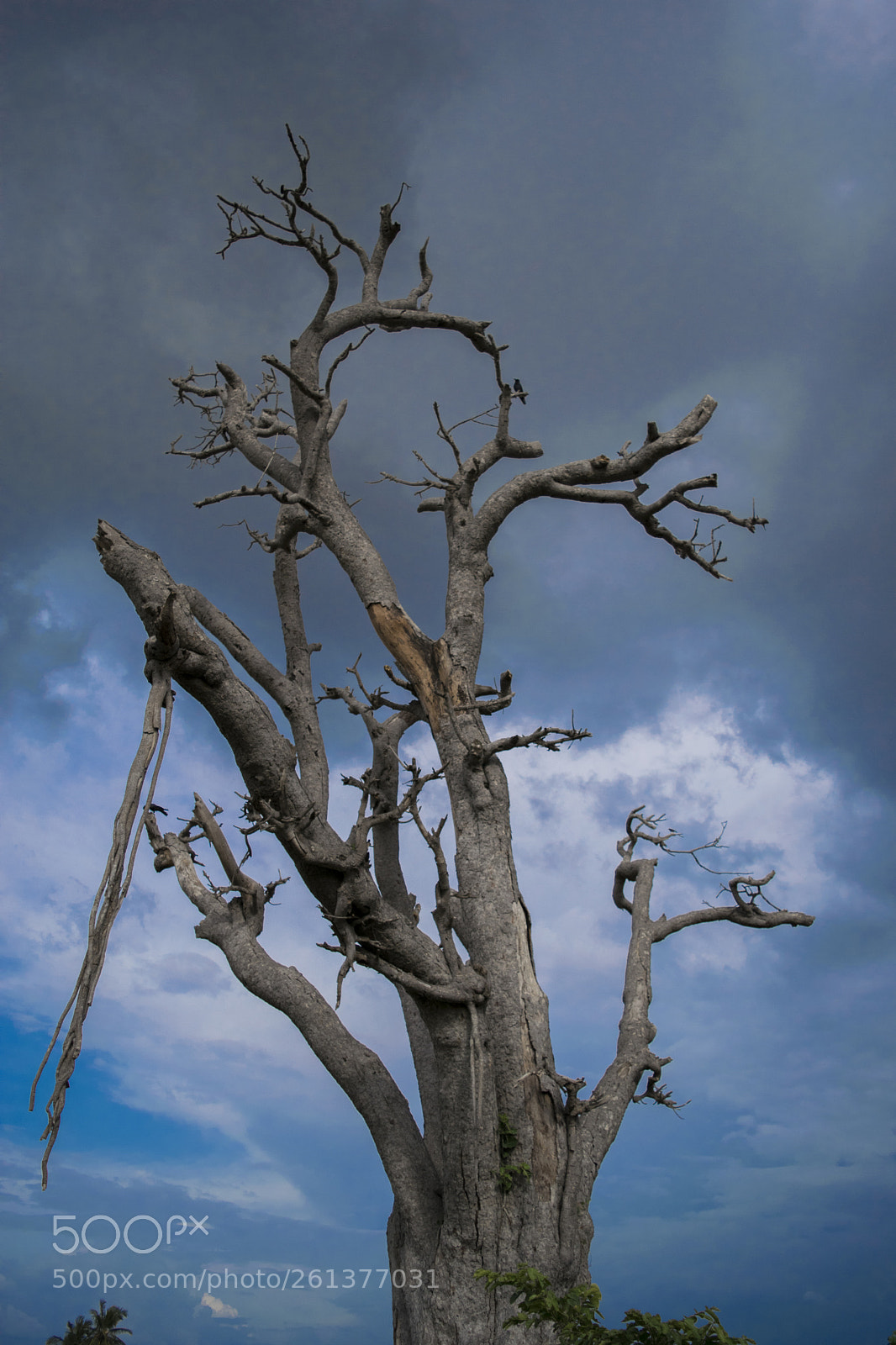 Nikon D3300 sample photo. Dead tree photography