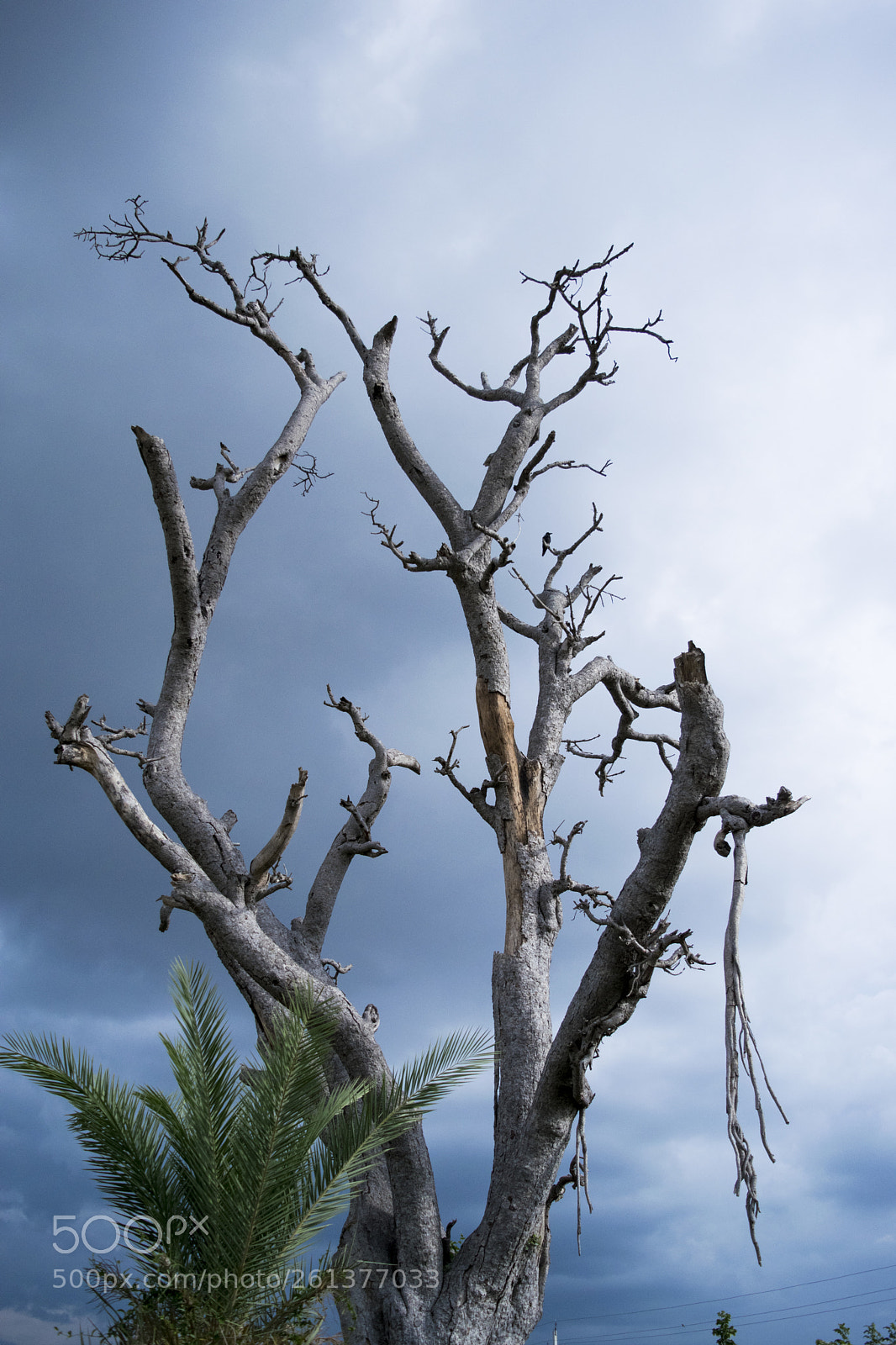 Nikon D3300 sample photo. Dead tree photography