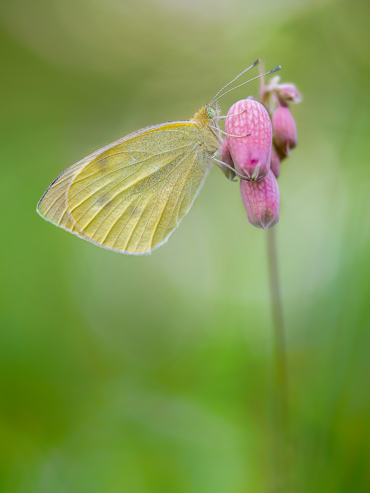 Panasonic DMC-G81 sample photo. Pieris napi photography