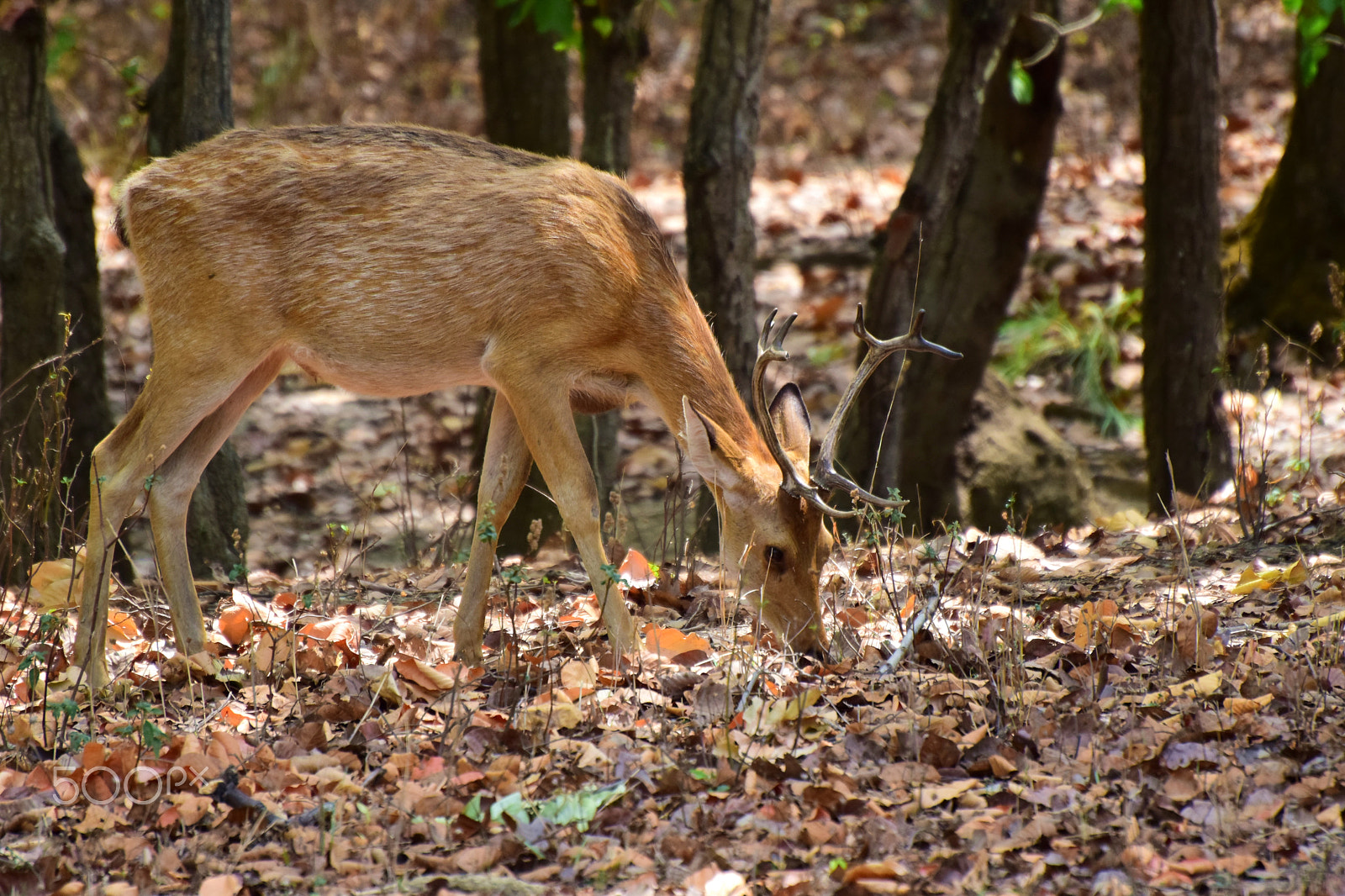 Nikon D5300 sample photo. Id - bara singha @ kanha tiger reserve 2018. photography