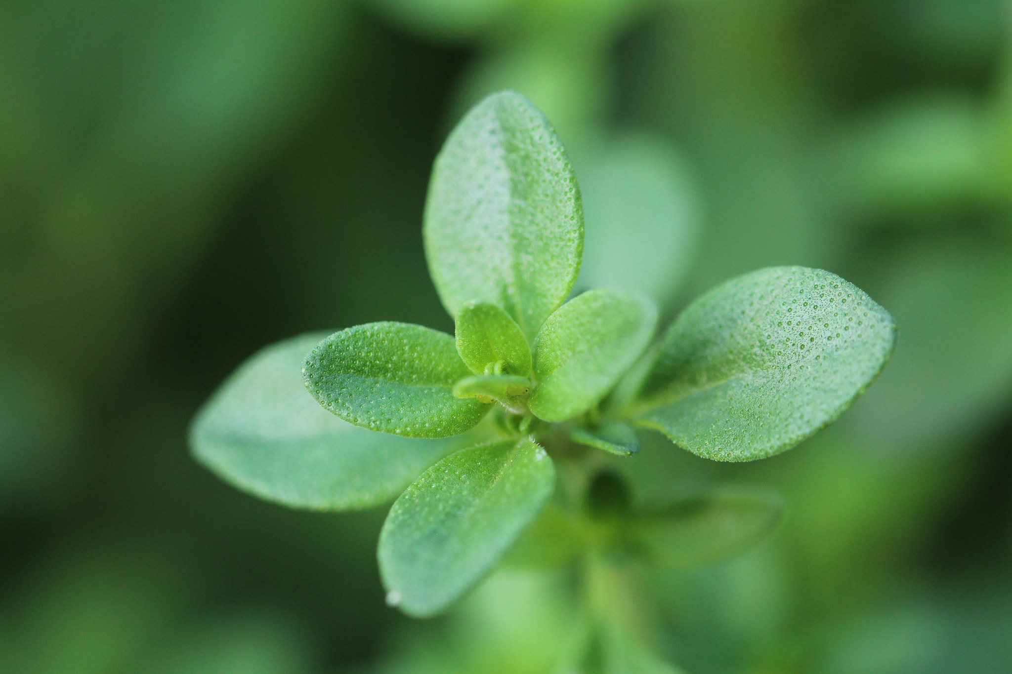 Sigma 105mm F2.8 EX DG OS HSM sample photo. Nature photography