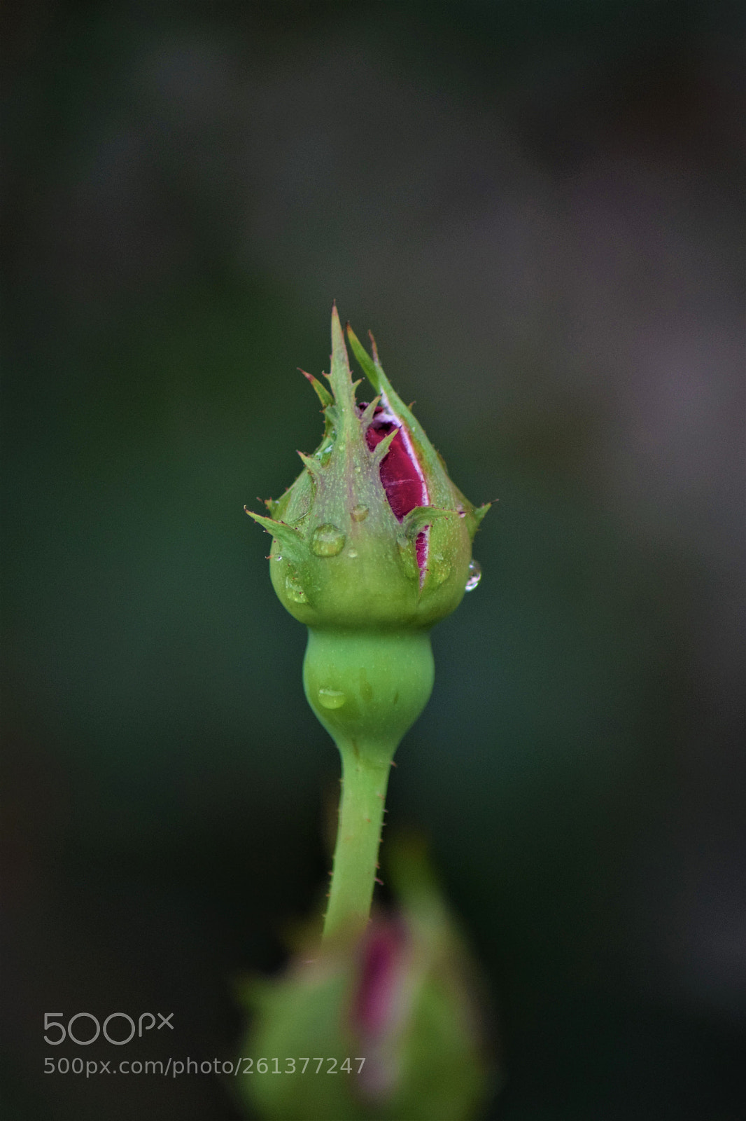 Nikon D5300 sample photo. Ready to born !! photography
